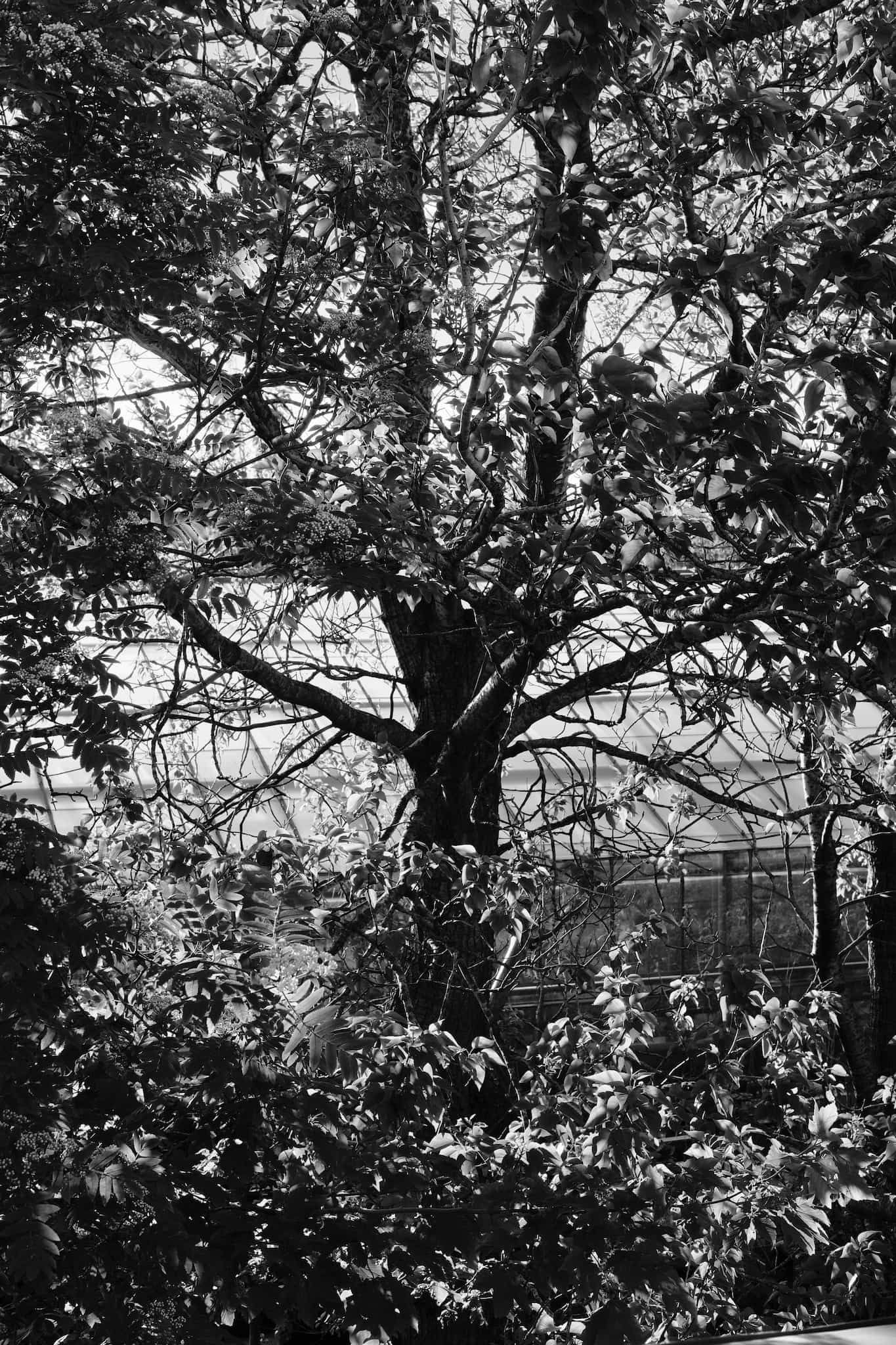 A black and white photo of the tree in my garden and the commercial greenhouse behind it.