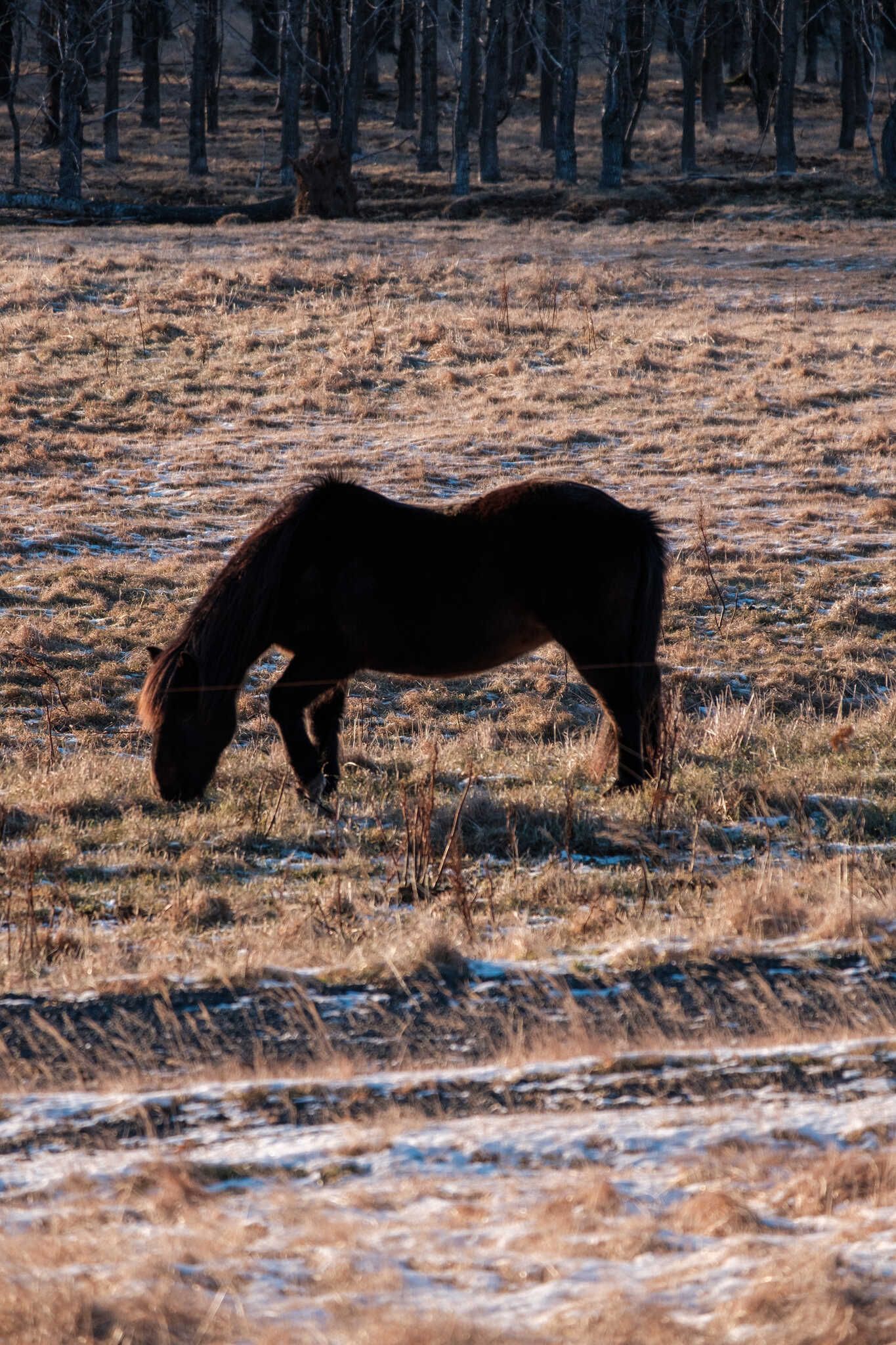 A brownish horse grazes in between the snow