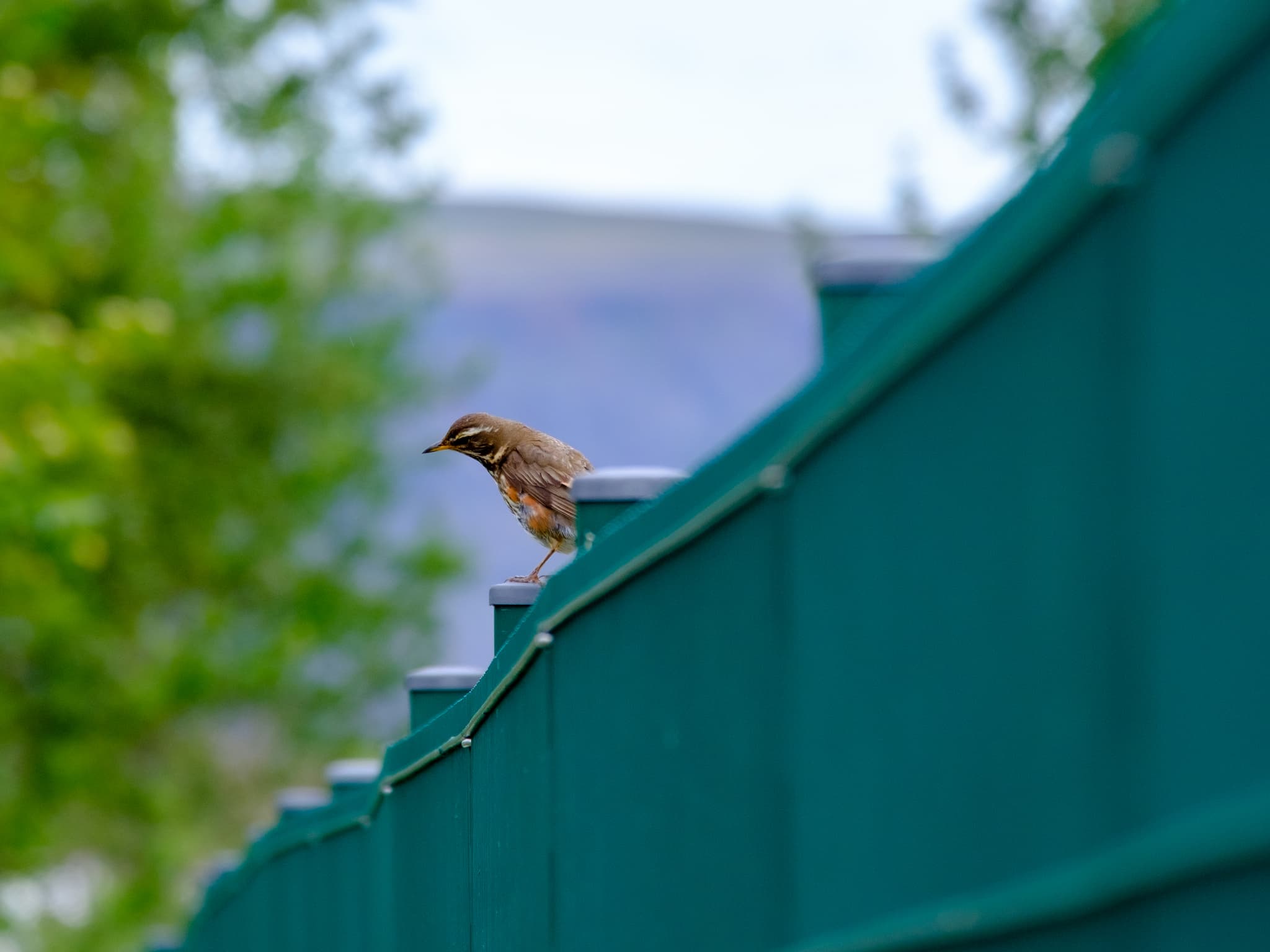 A redwing, a type of thrush, perches on the fence but has spotted something in the grass.