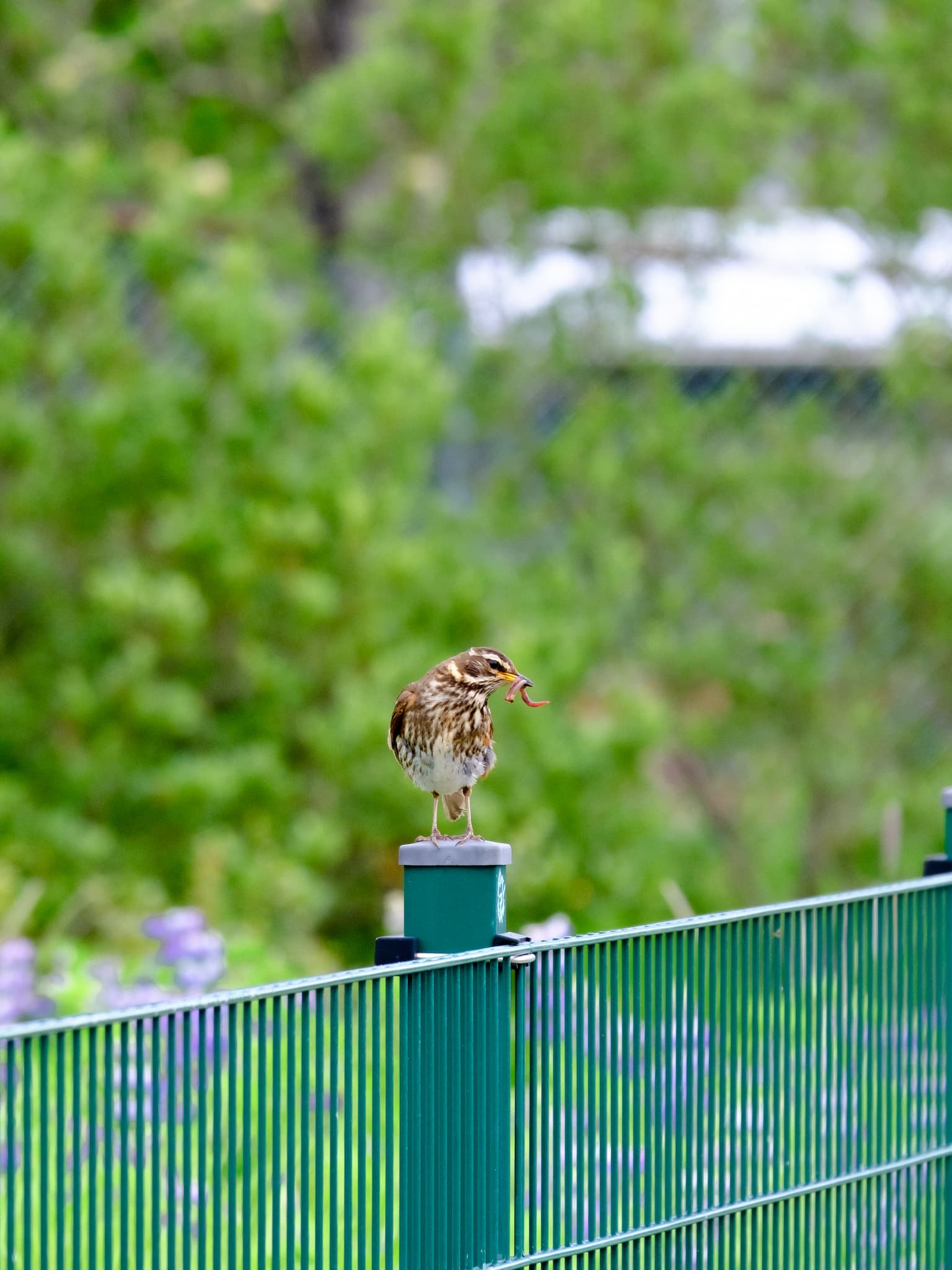 That same redwing, a moment later, back on the fence but with a worm in its beak.