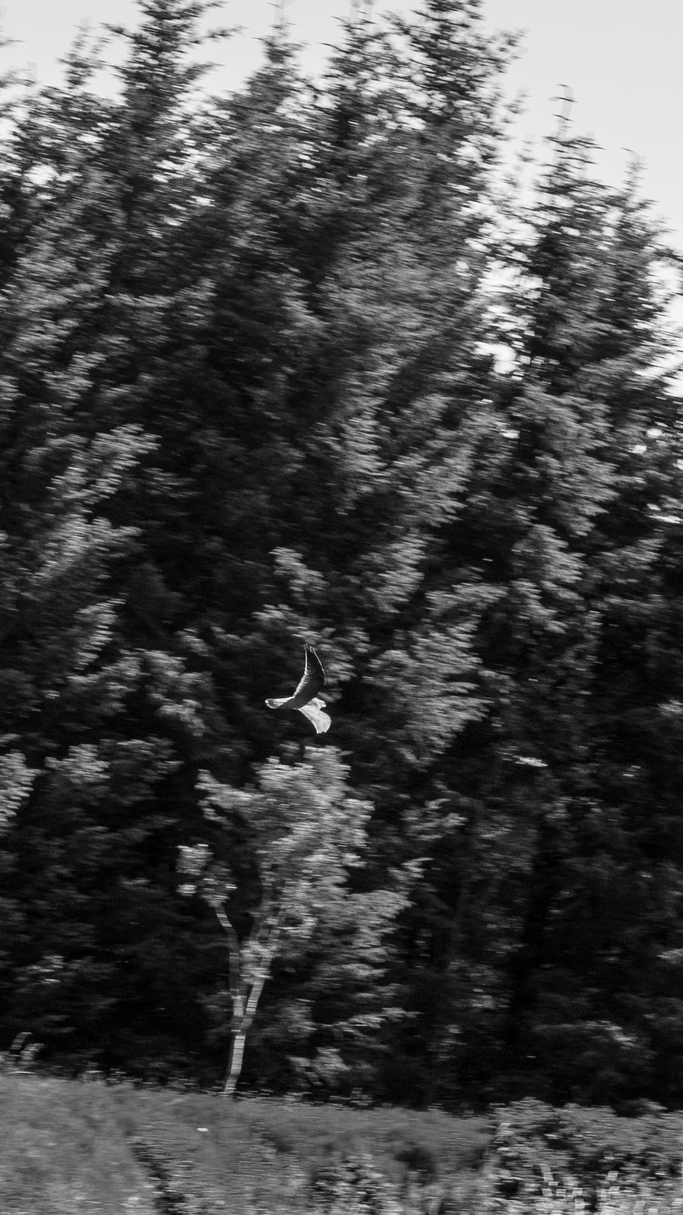 A very motion-blurred photo of a merlin, a small bird of prey, swooping away from the photographer.