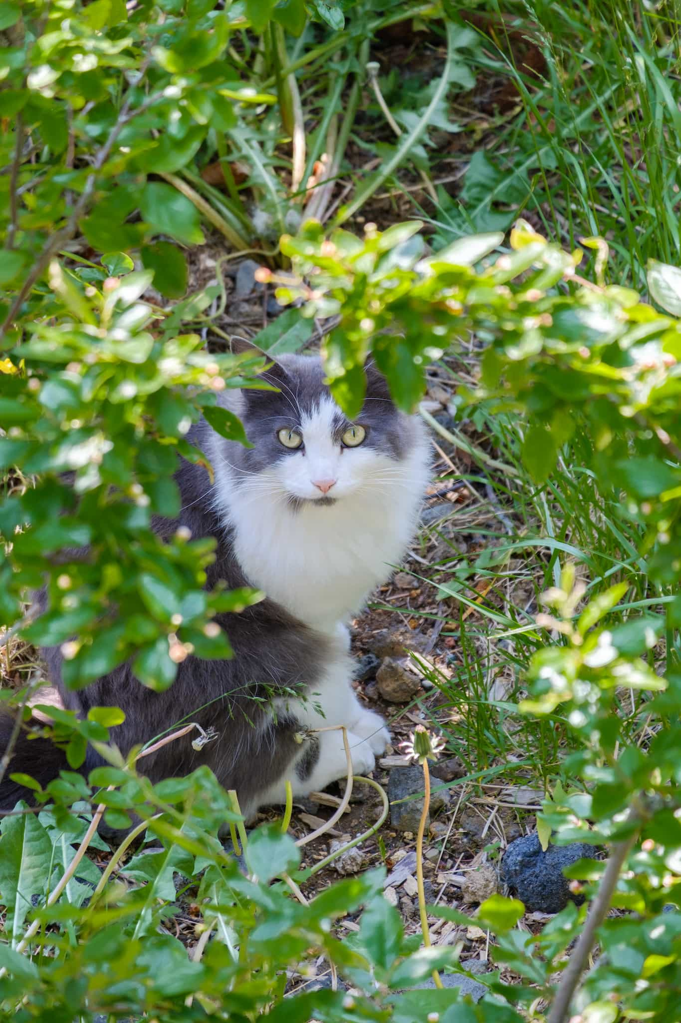 The can has spotted the photographer and is looking right up at him.