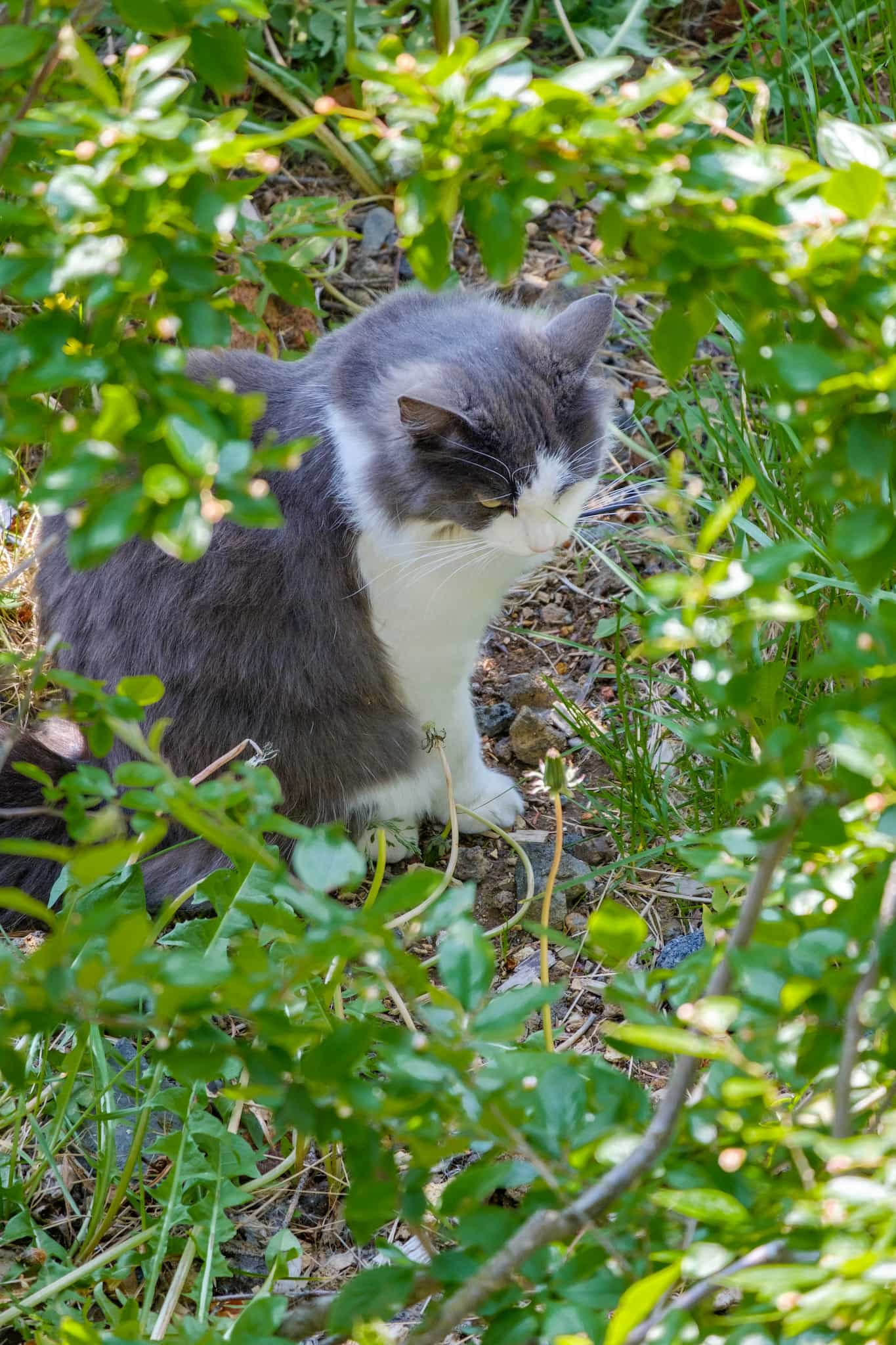 That same cat, it's grey and white and long-haired, and it's looking back.