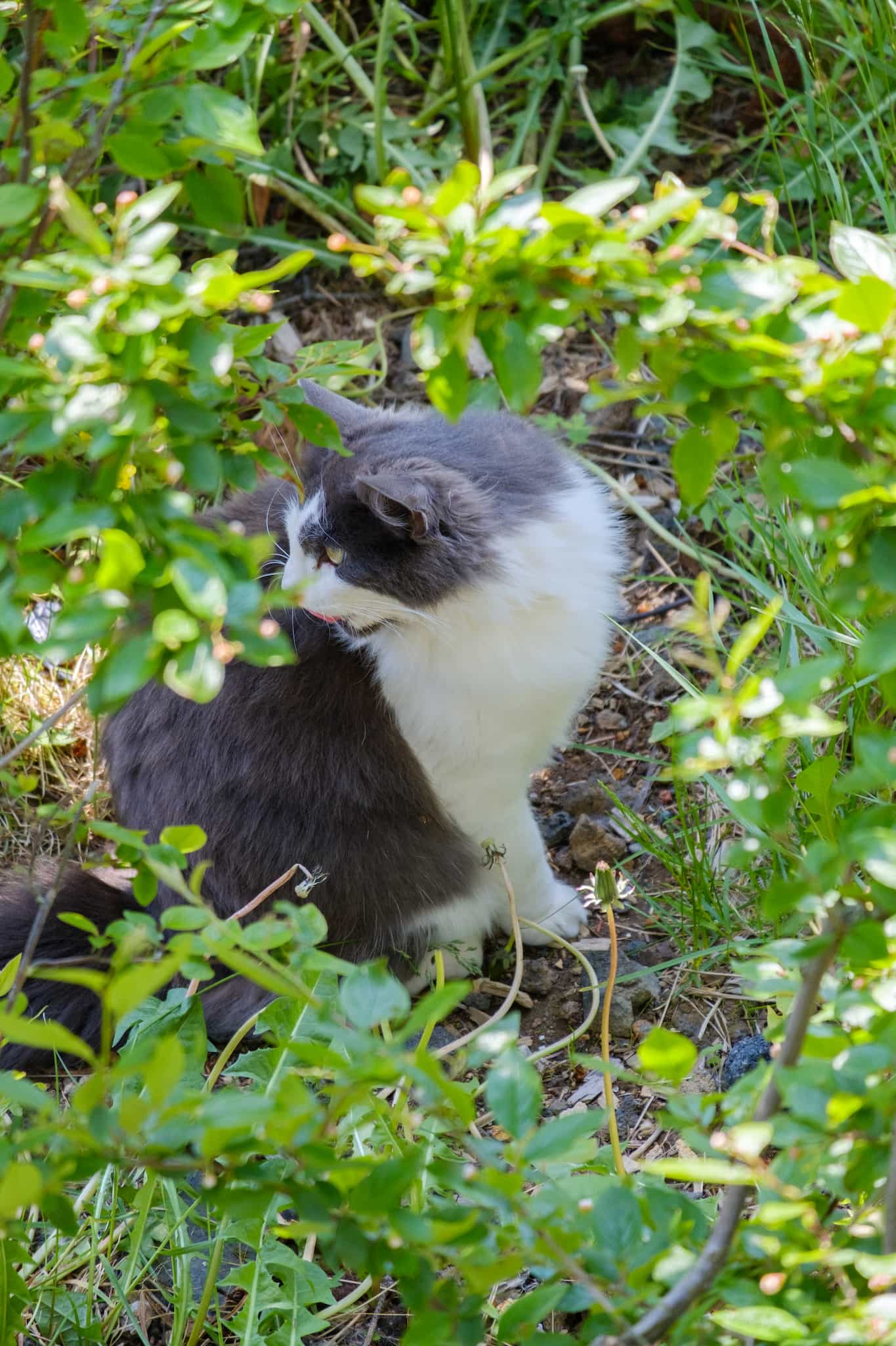 A cat sitting. Seen through the branches of a bush.