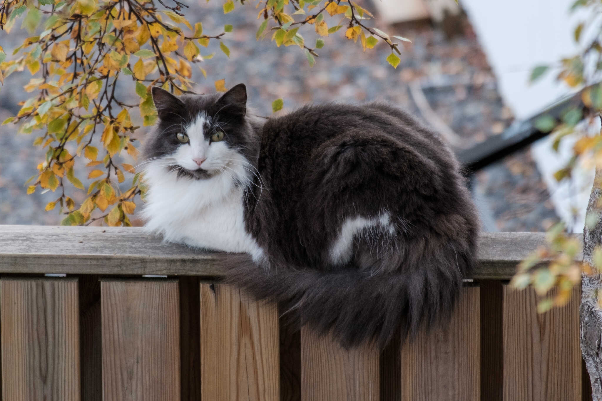 A semi-long-haired grey and white cat. She is loafing on a fence.