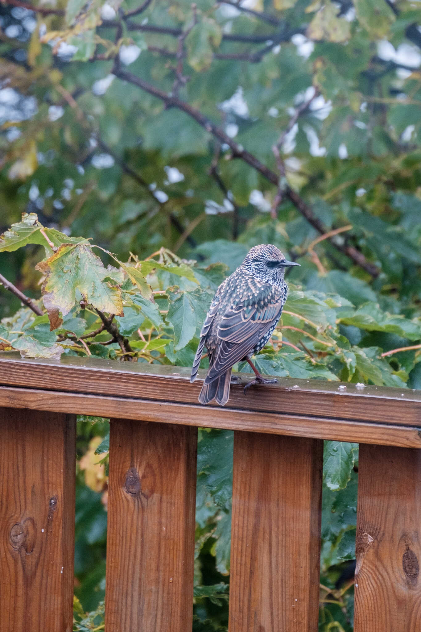 A single starling perches on that railing. Somehow, it looks grumpy.