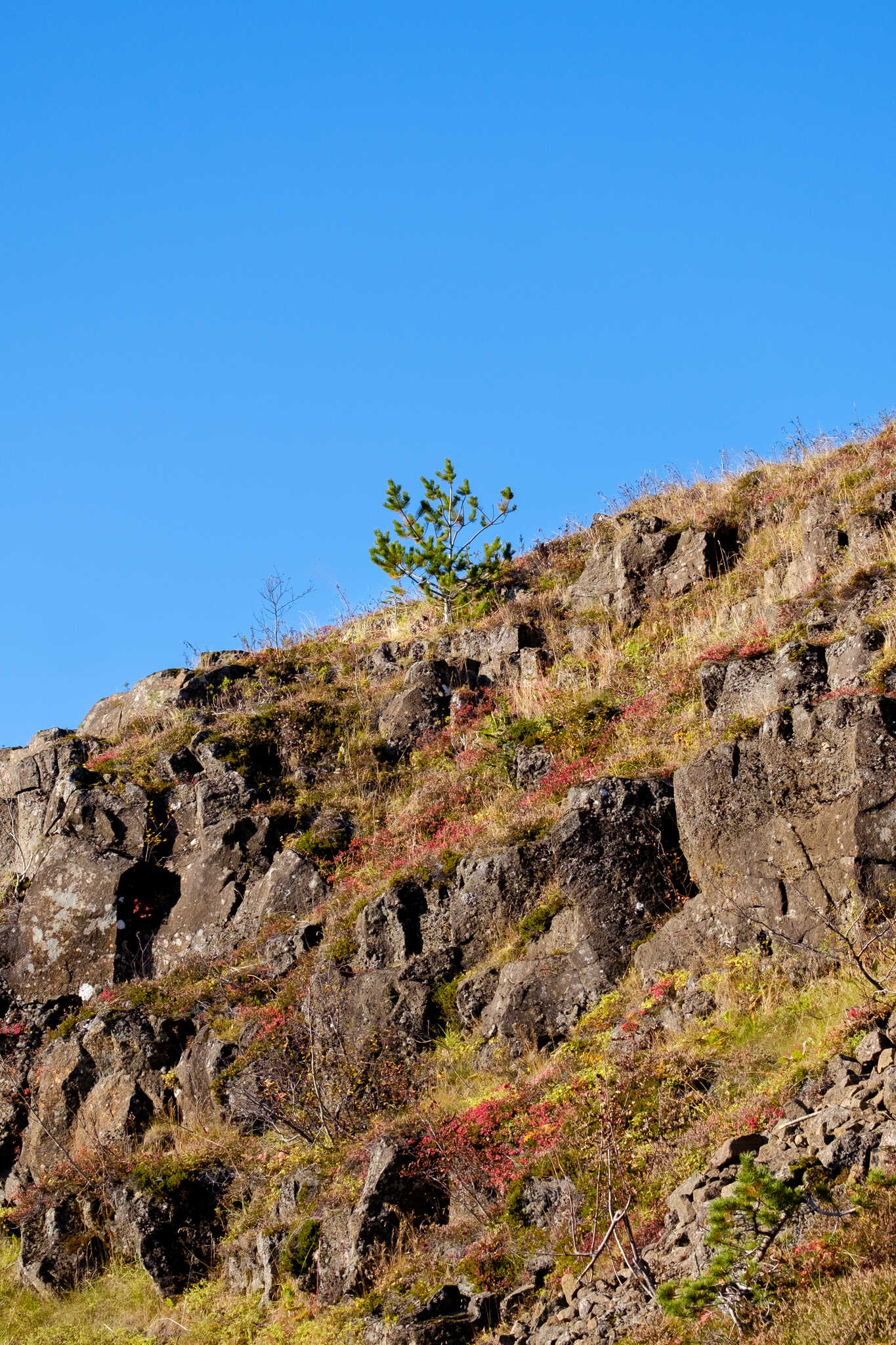 A small evergreen tree is growing out of the edge of a cliff