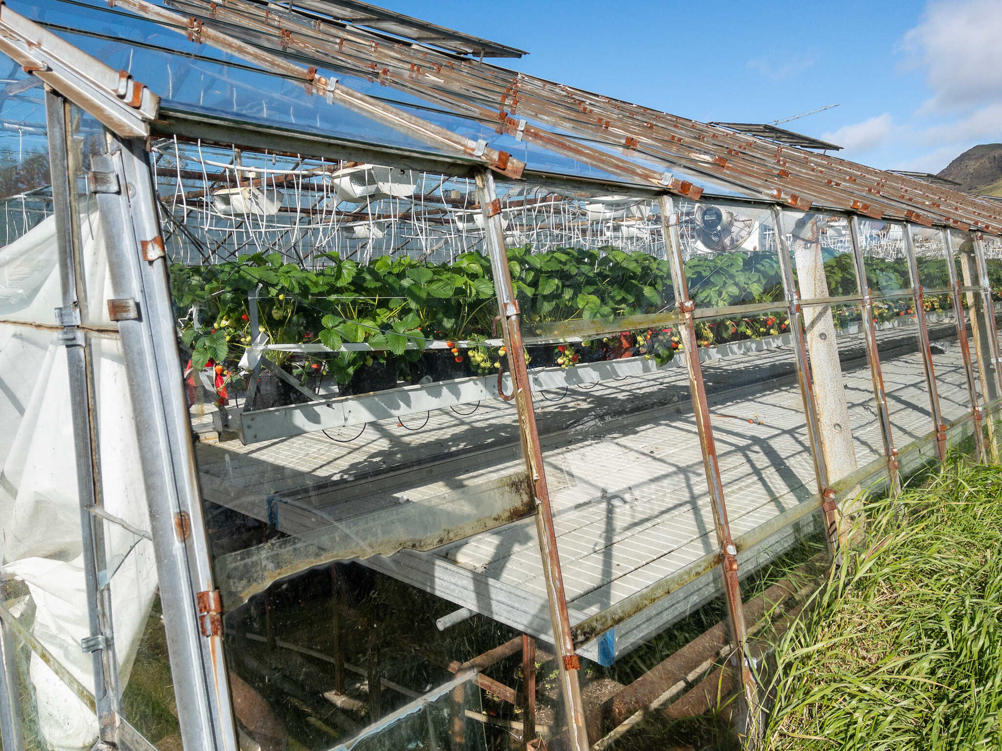 A greenhouse filled with strawberry plants