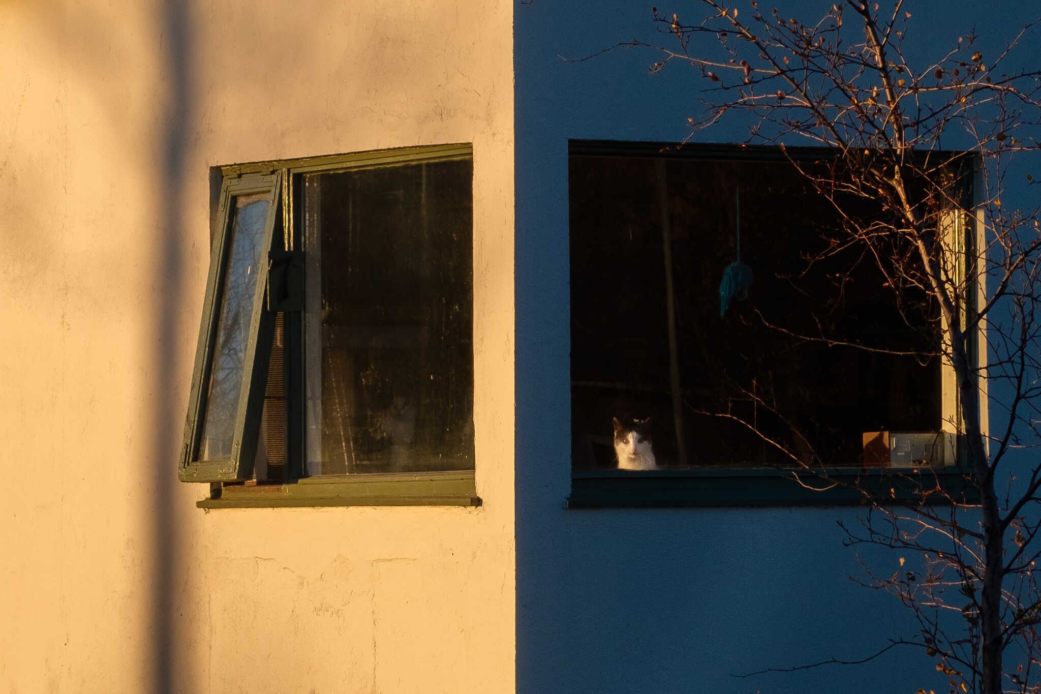 A photo of a “funkis” style corner window in a run down house. The corner divides the image in two. On the dark side, we see the head of a cat pop up to look at the photographer