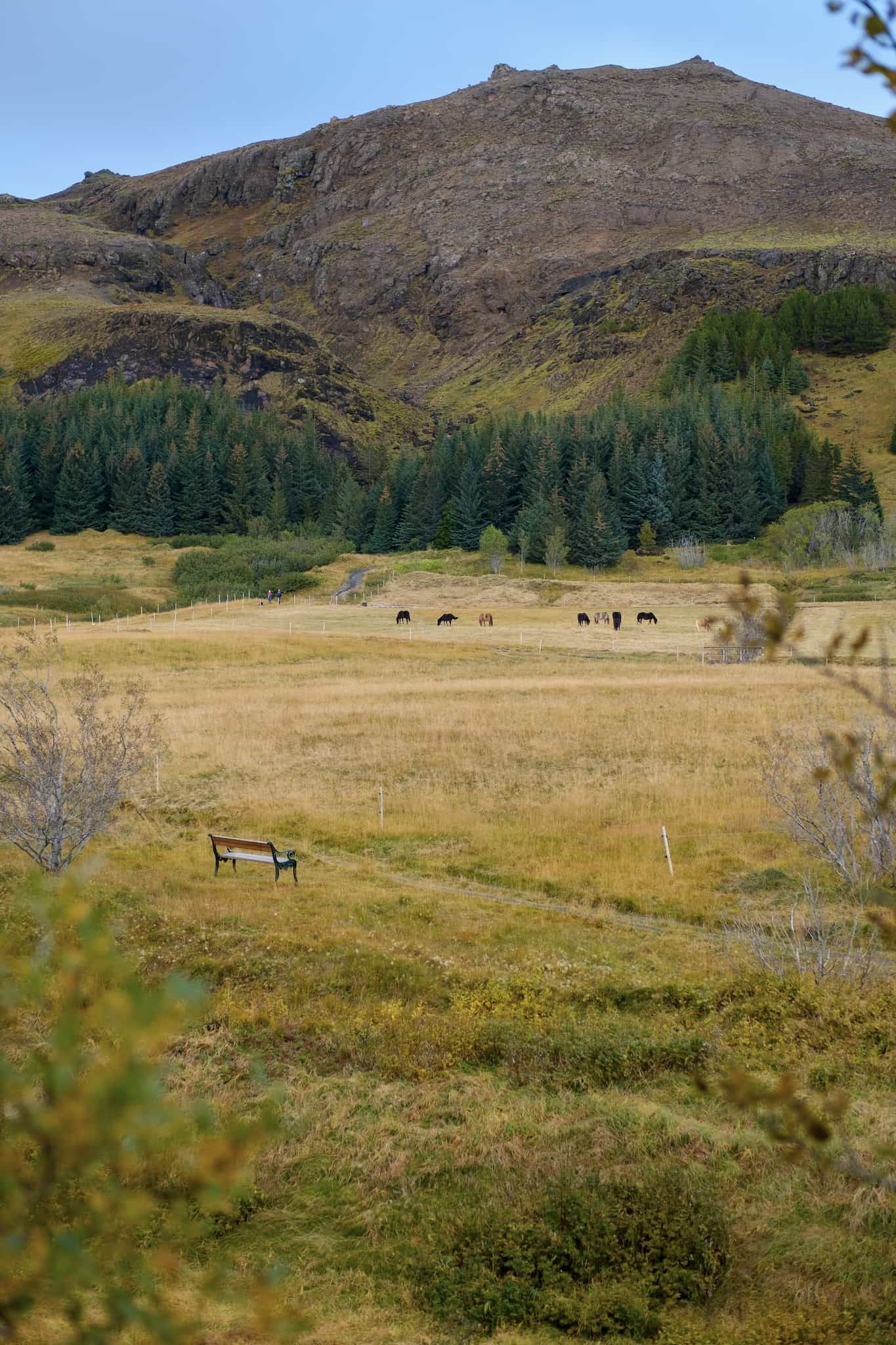 Vibes of autumn. The grass is changing colour. In the foreground is a bench. Beyond it, horses graze. In the background we have a mountain.