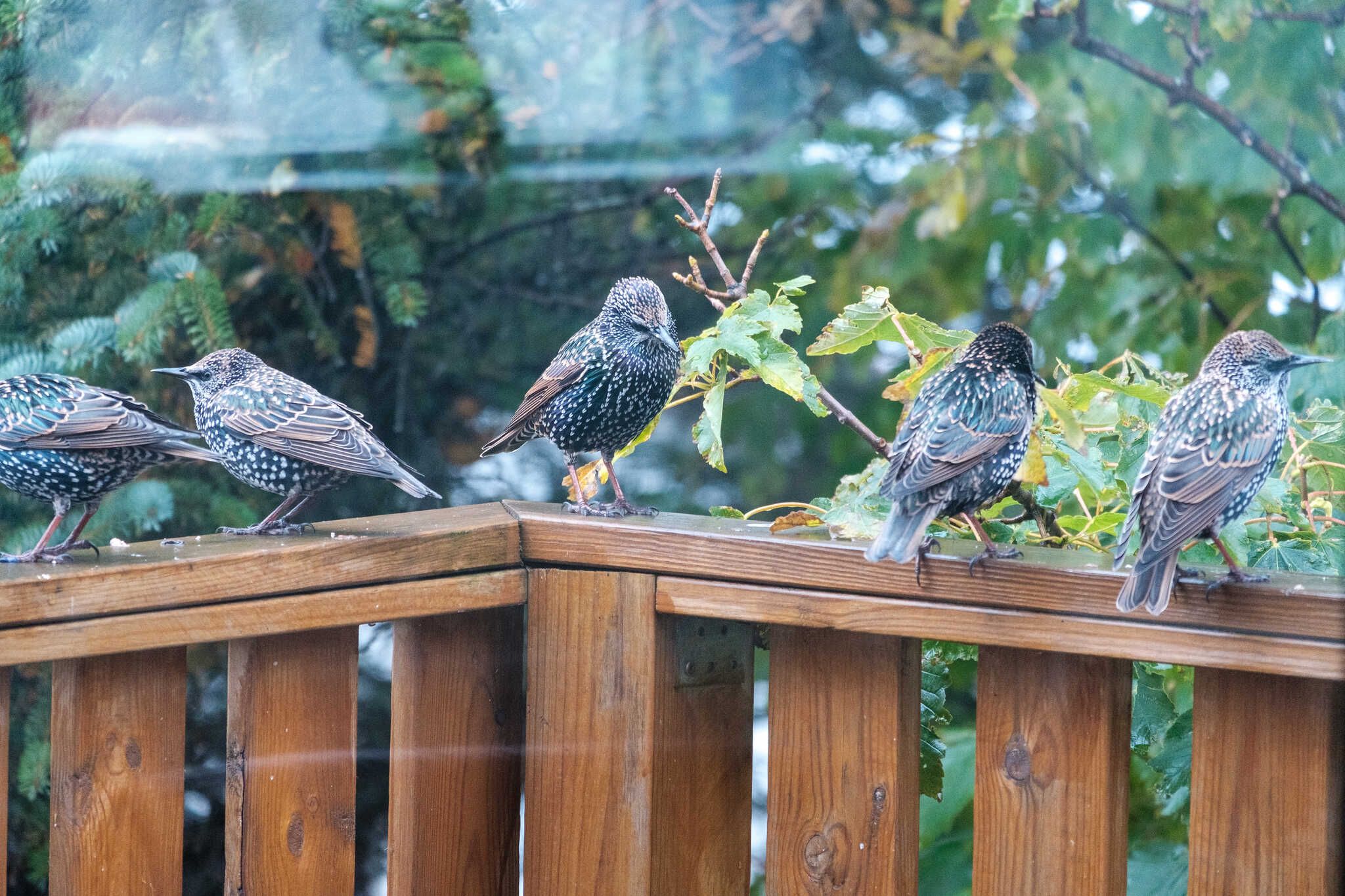 Five starlings hang out on a wet wooden balcony railing after lunching.