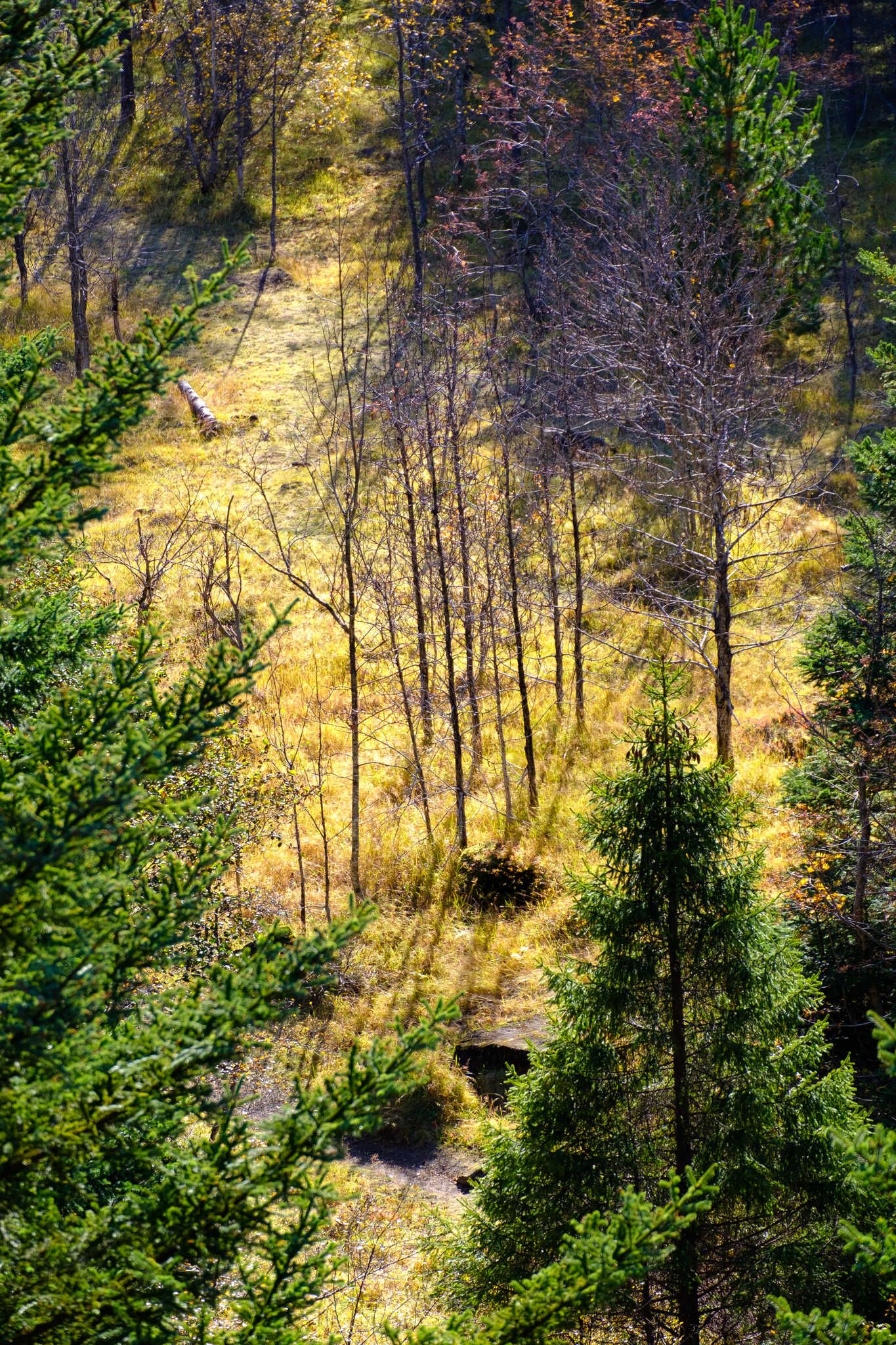 A colour picture of the same cluster of trees except now they are surrounded by yellowing grass and the picture is fringed with bright evergreen trees