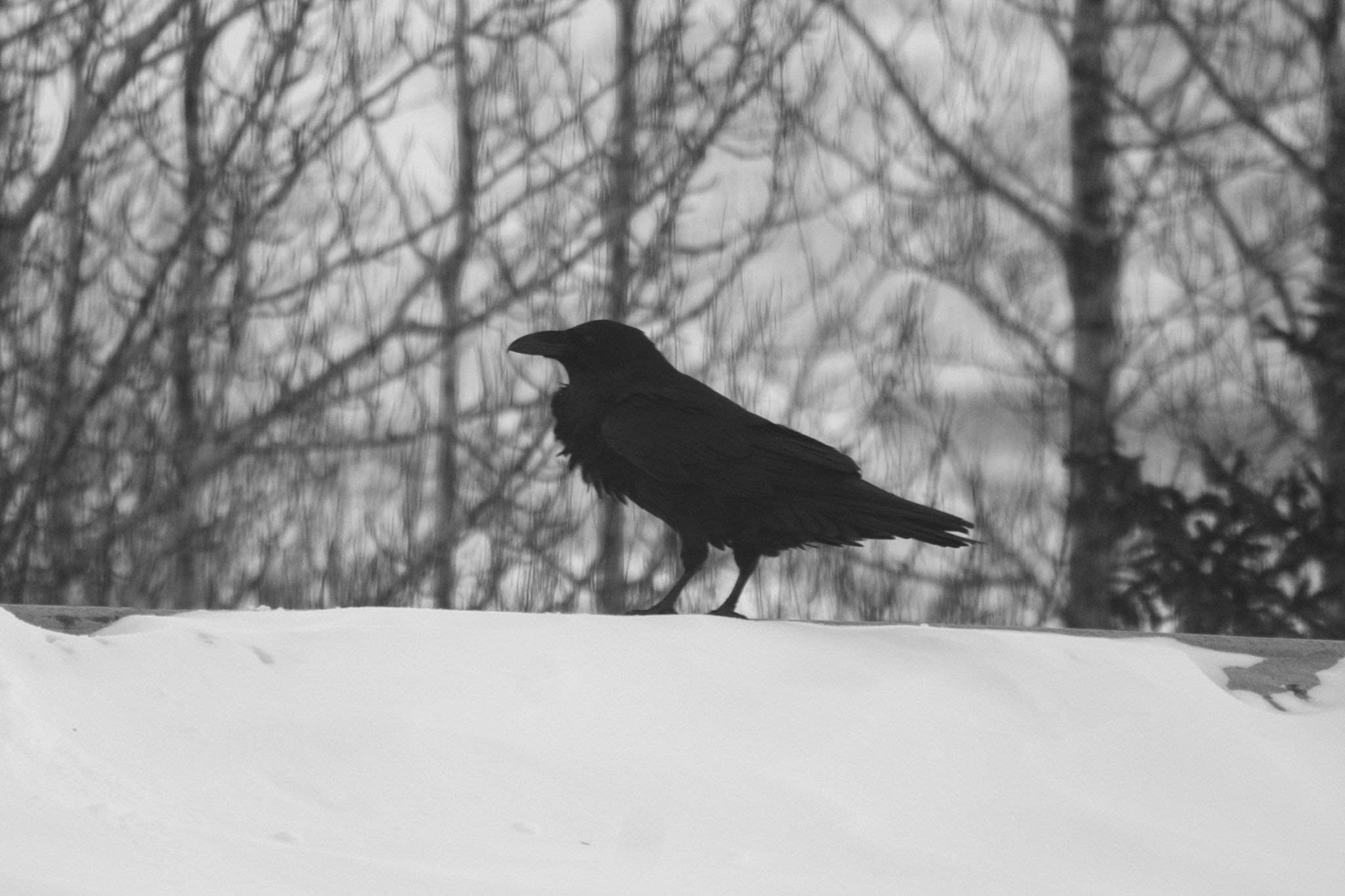 A raven hanging out on a nearby roof