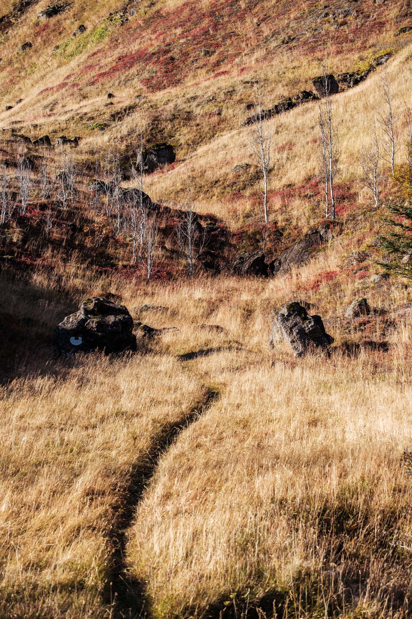 A path cuts through yellowed grass leading to a cluster of trees that have already dropped their leaves