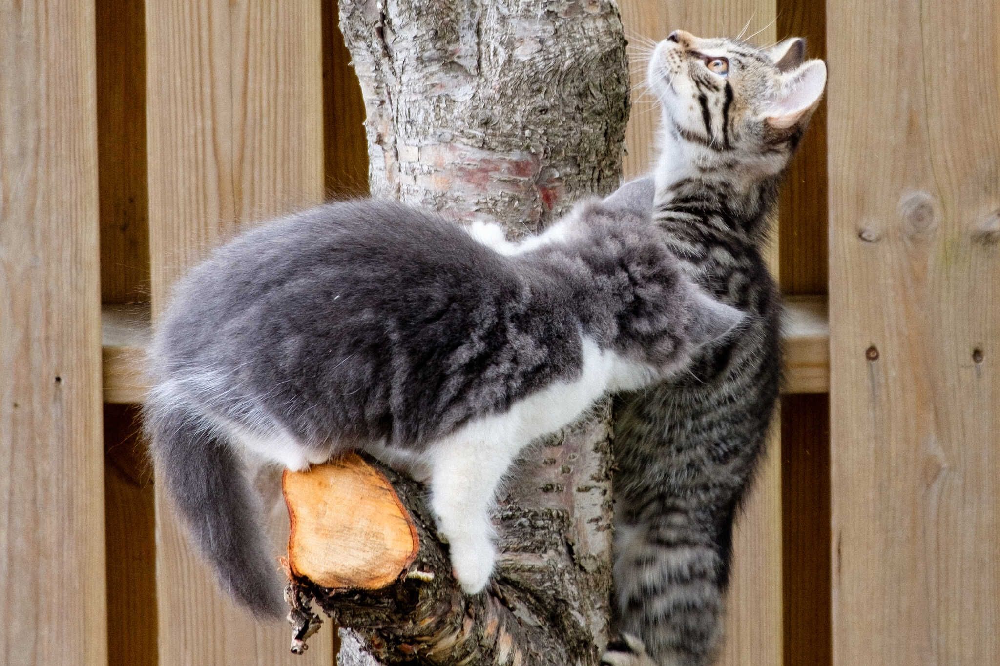 Grása, the grey and white kitten, and Loðmundur, a striped kitten, enthusiastically climb a tree