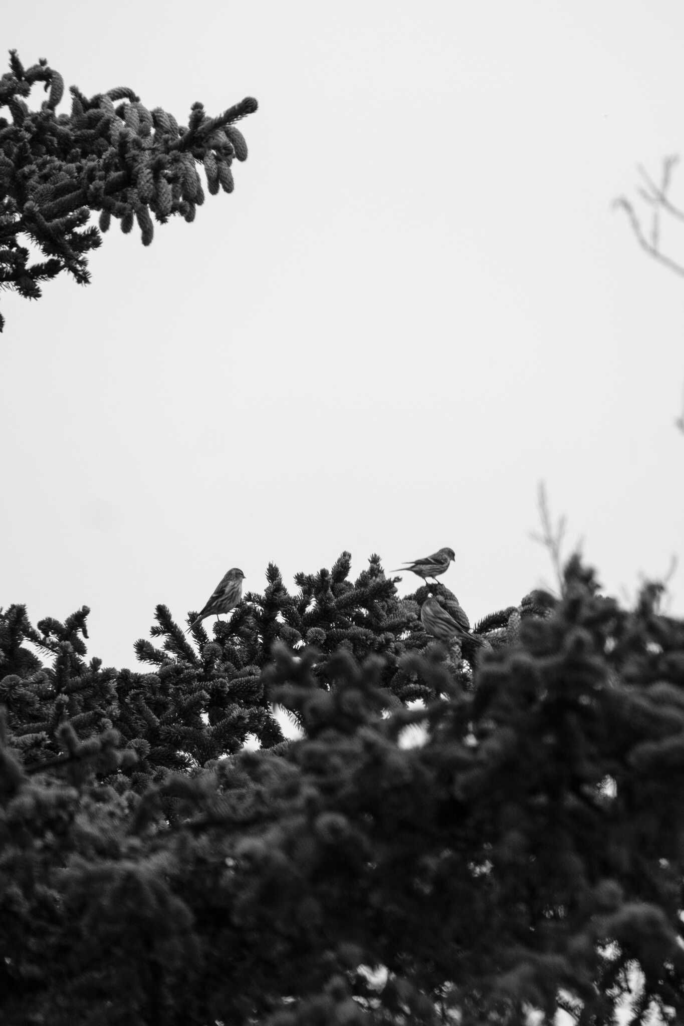 A black and white photo of a couple of redpolls, very small birds, perching on a spruce tree branch and surveying the ground for seeds that have fallen from the birch trees