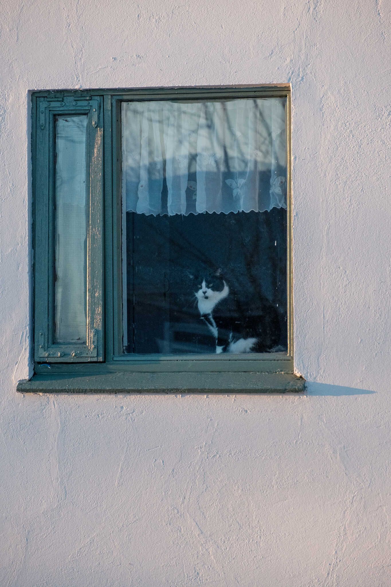 Two cats, both black and white but one more long-haired than the other, lounge in the window of the cat shelter