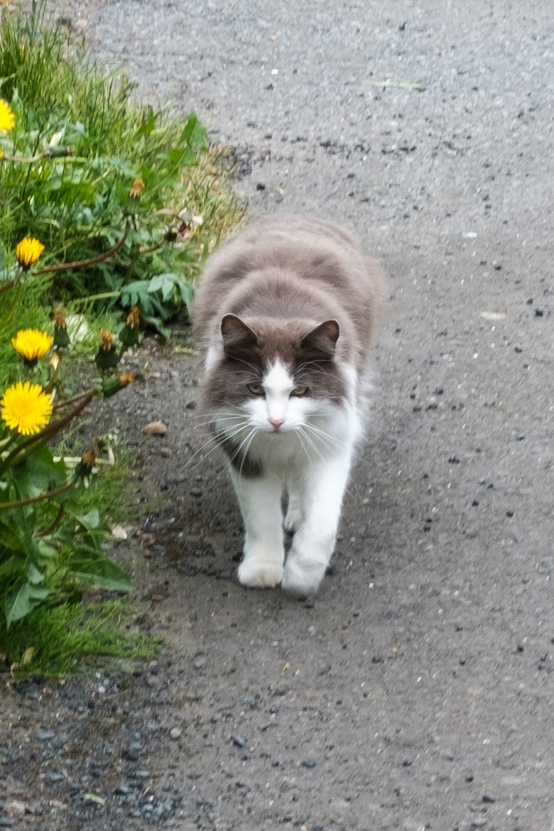 A grey and white cat heads towards the photographer, looking up at him.