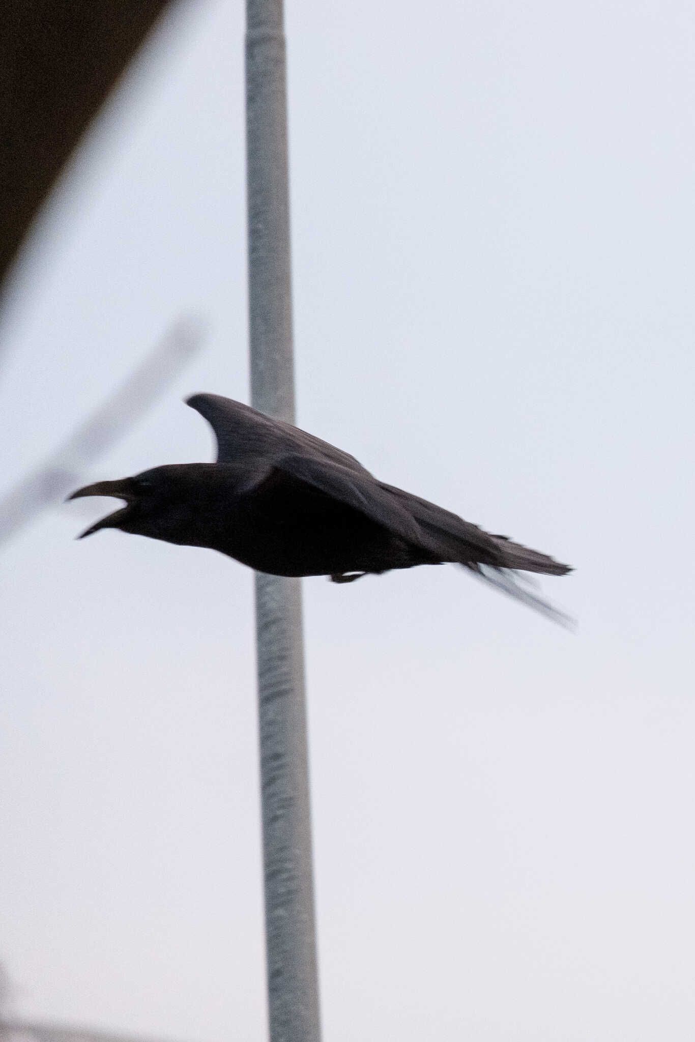 A raven in flight past a pole