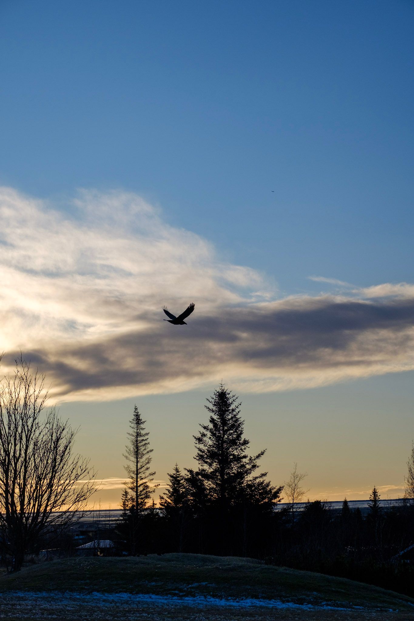 A raven flies over some trees against a background of clouds and the sun