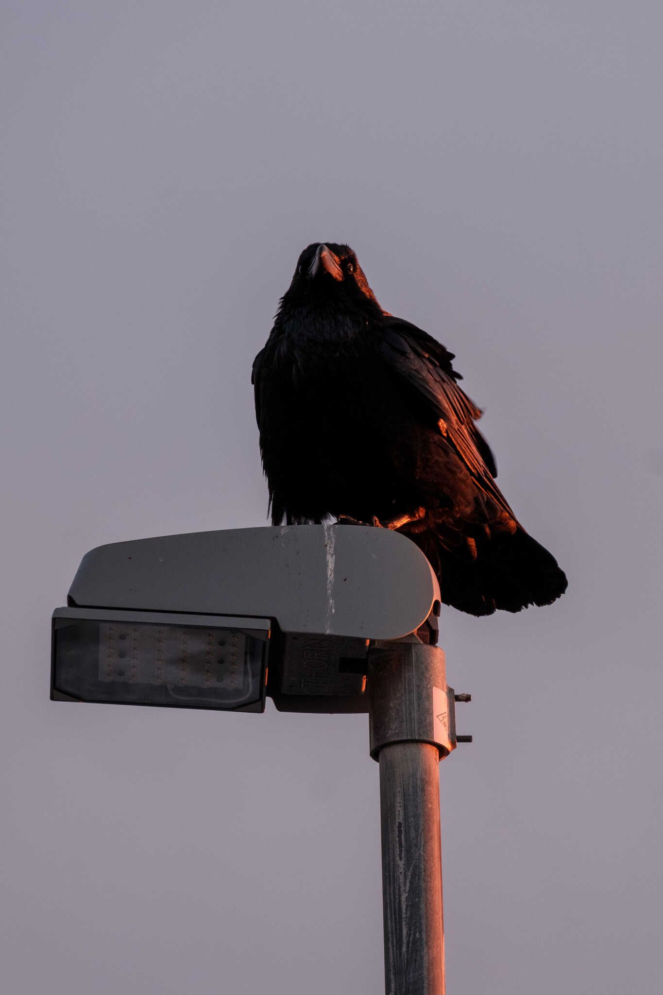 This one is posing nicely in the sunset