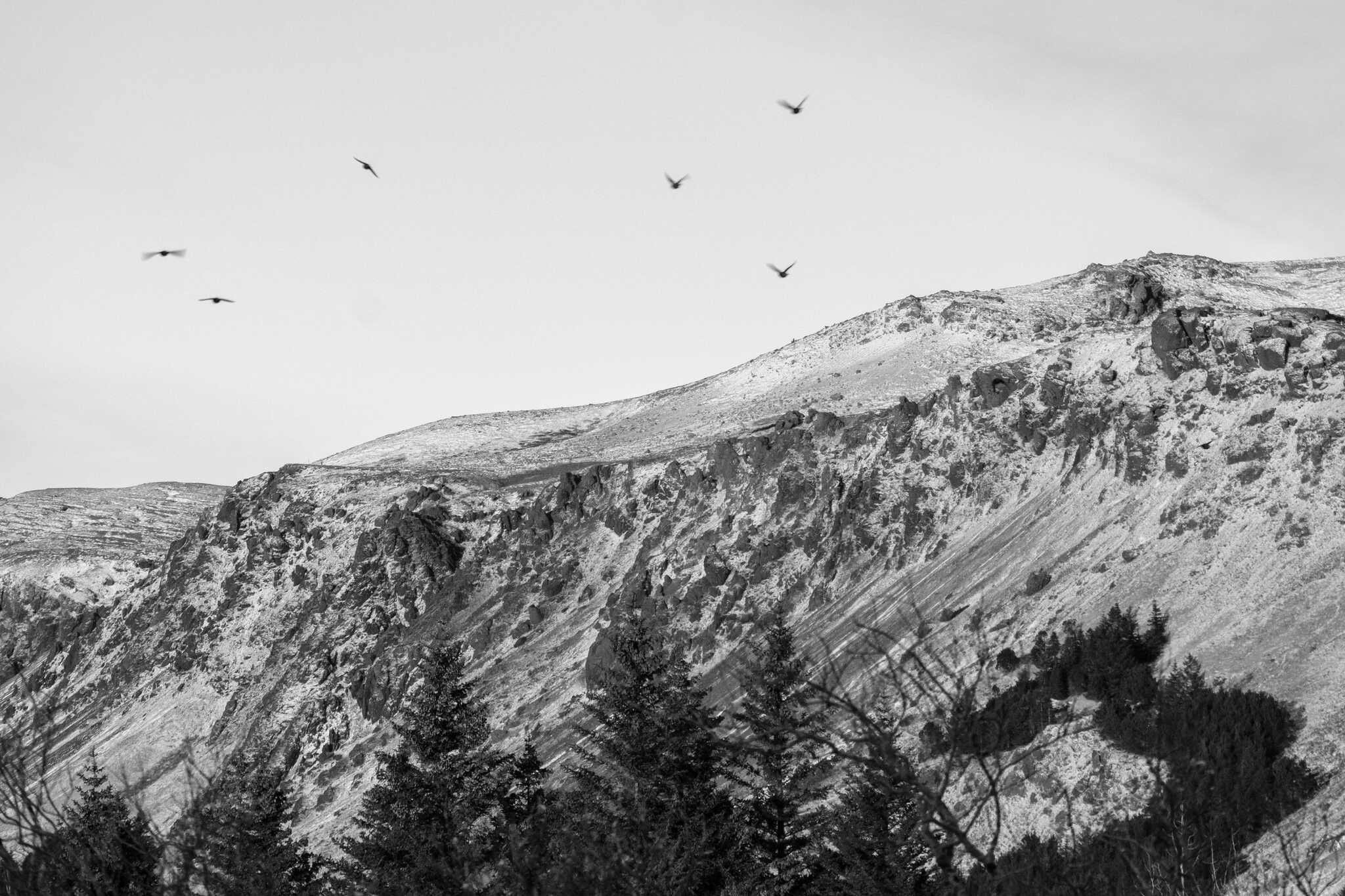 A flock of starlings fly away from the camera. In the background there is a mountain with a jagged treeline