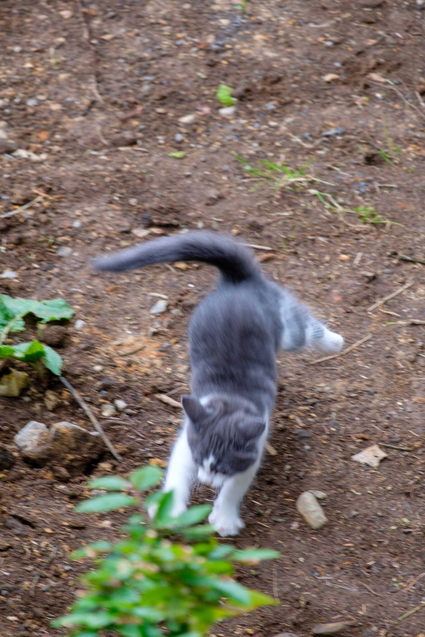 Grása, blurred, kills a tree branch