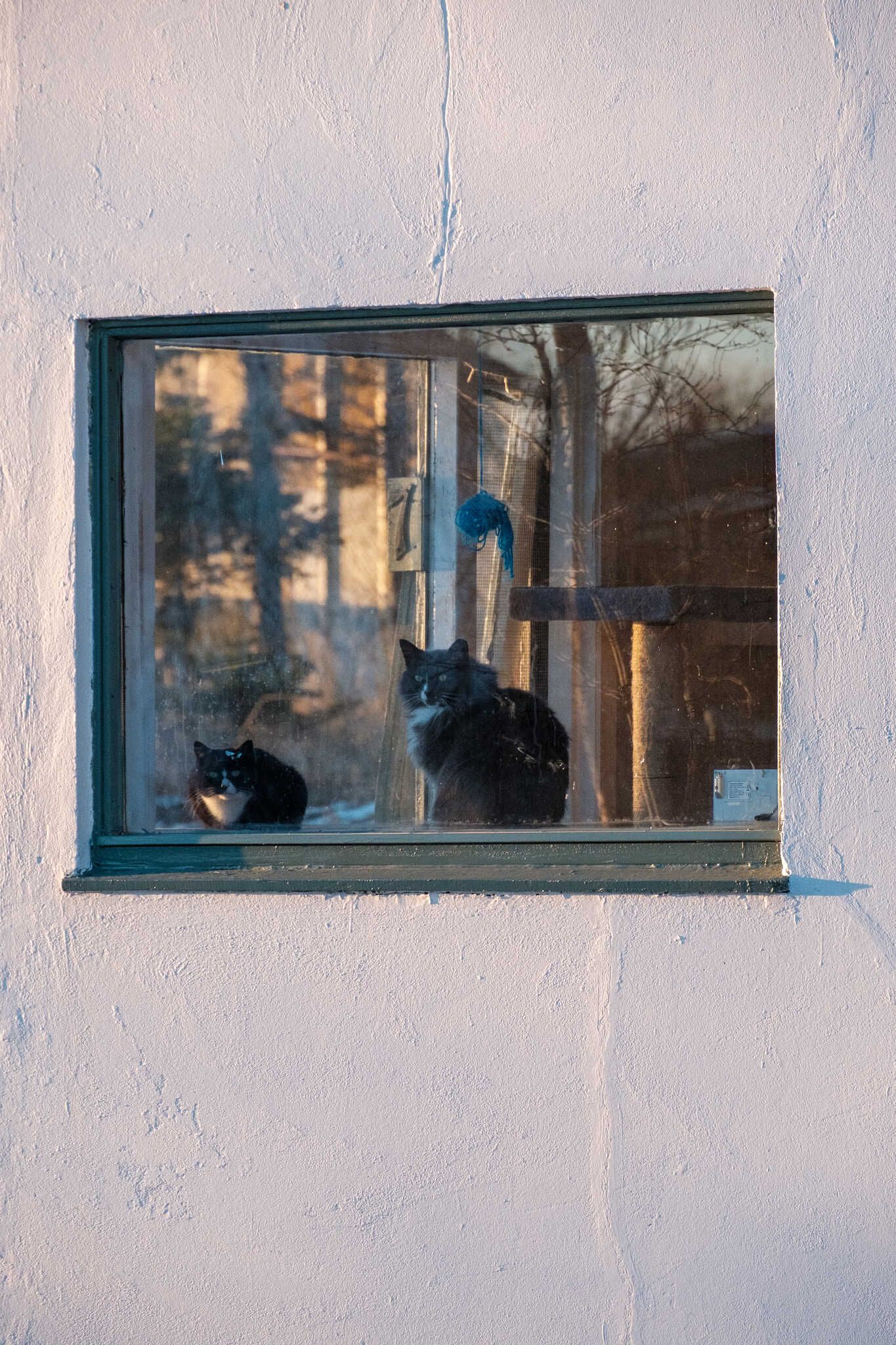 Another black and white cat sits in another window in the cat shelter.