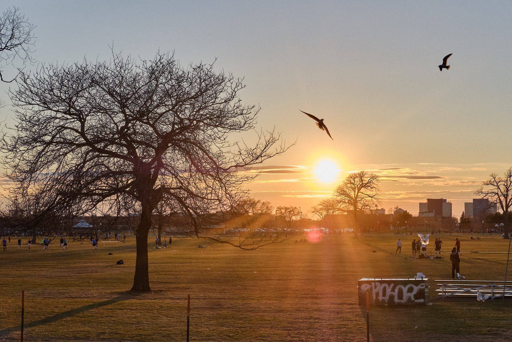 Several seaguls circle in the park