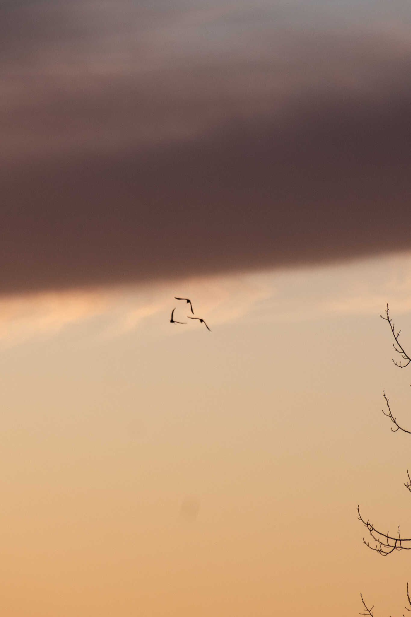 Three ravens flying past a cloud.