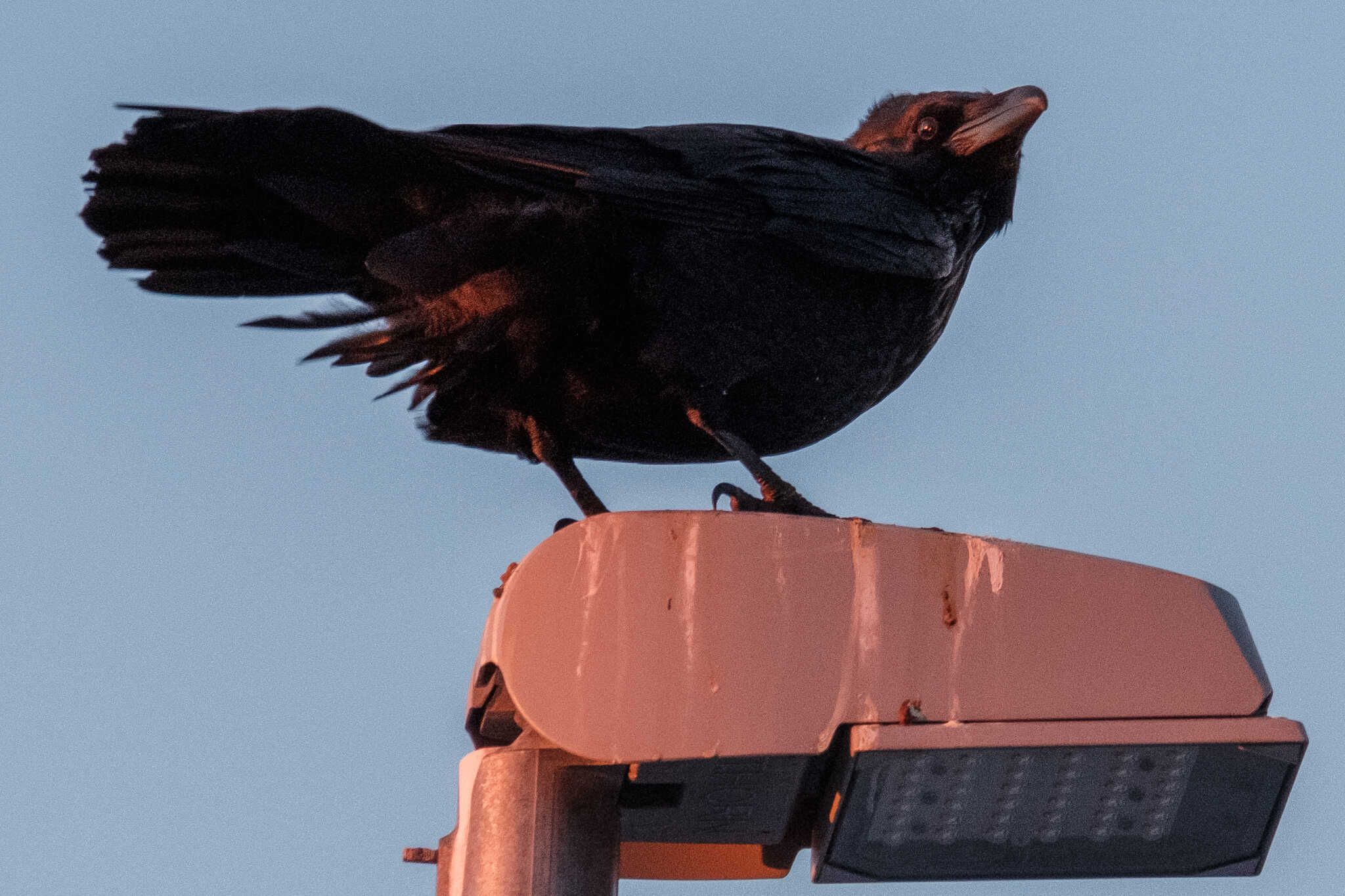 Another one posing on a streetlight. The light is covered in raven poop