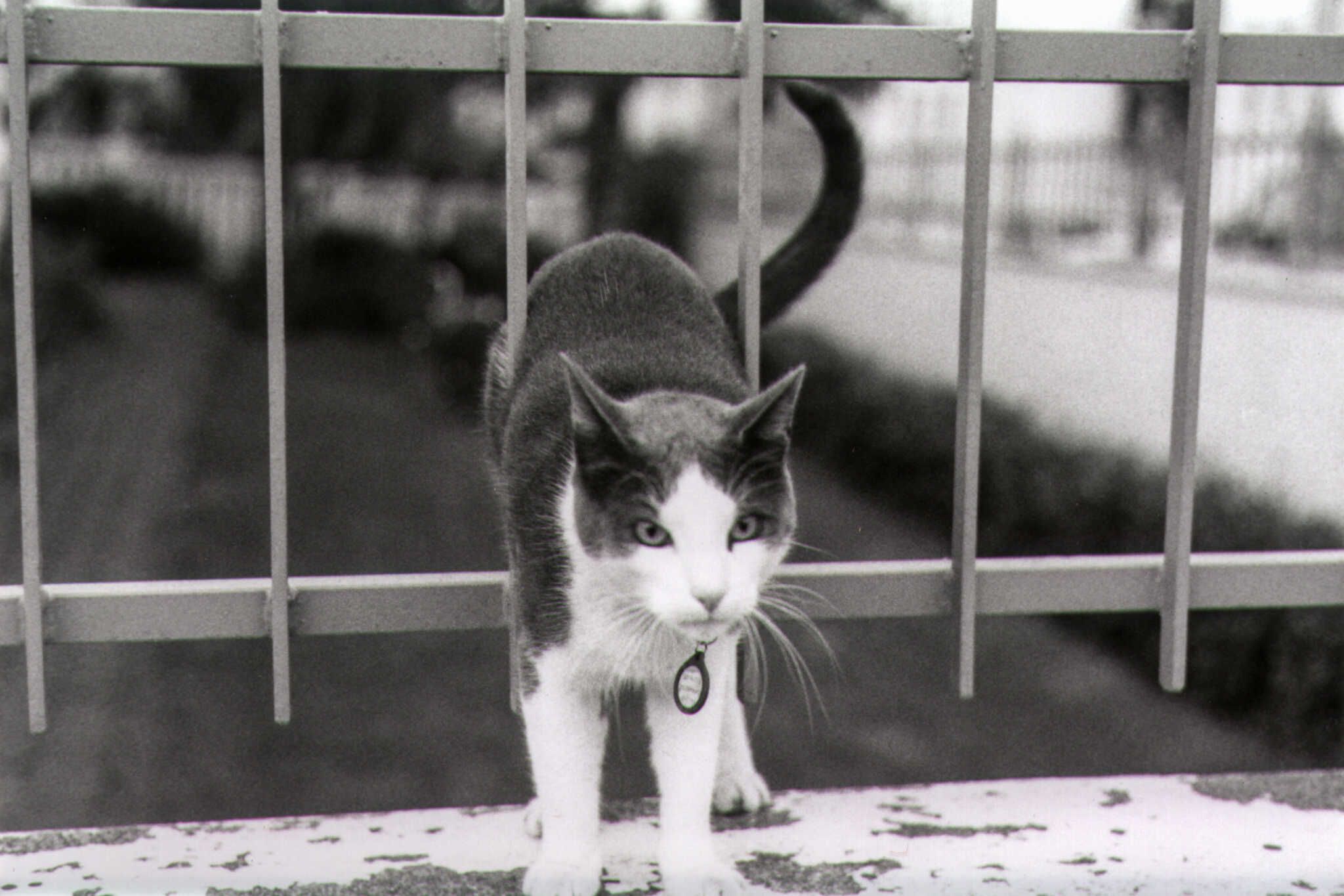 A curious cat slips through a cast iron fence