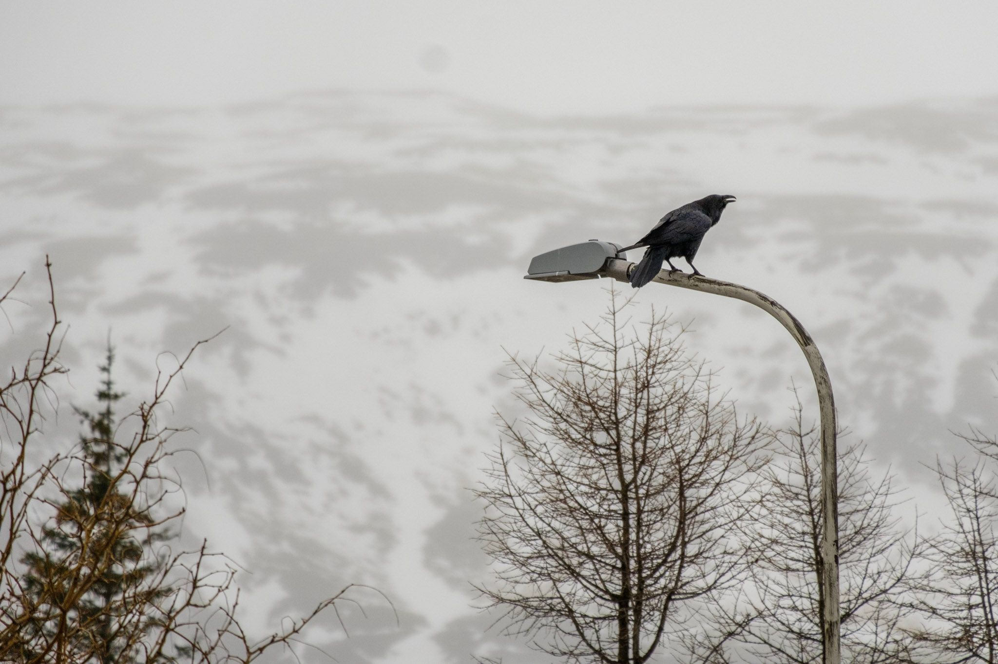 A raven is perched on a streetlight. Behind it you can see mountains.