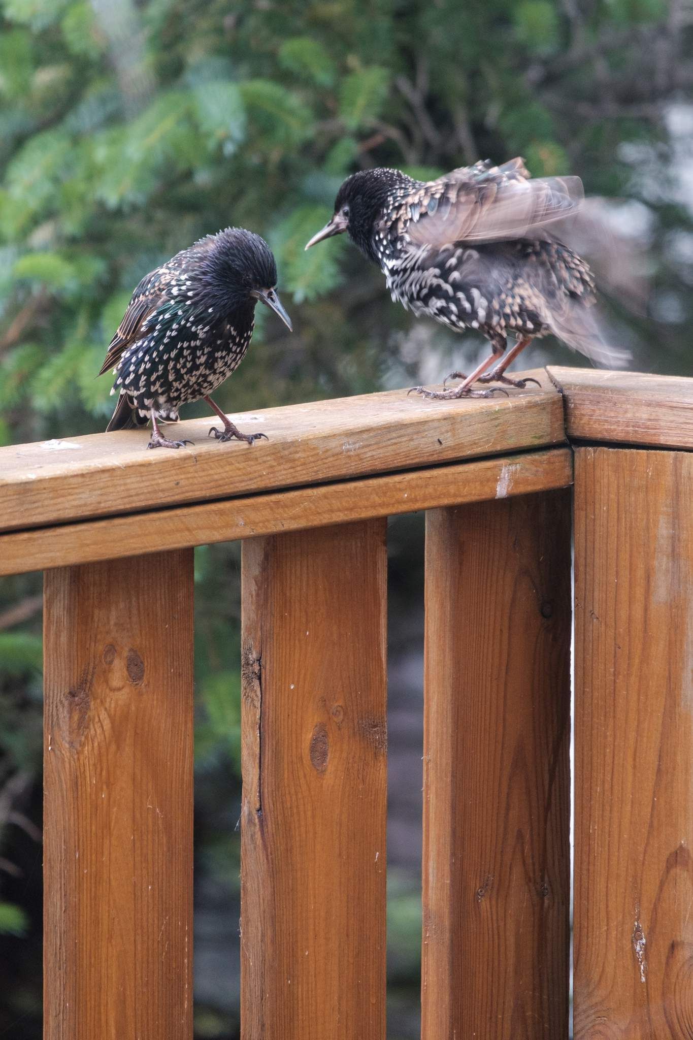 Two starlings relax on the balcony railing. One is fluffing up masterfully.