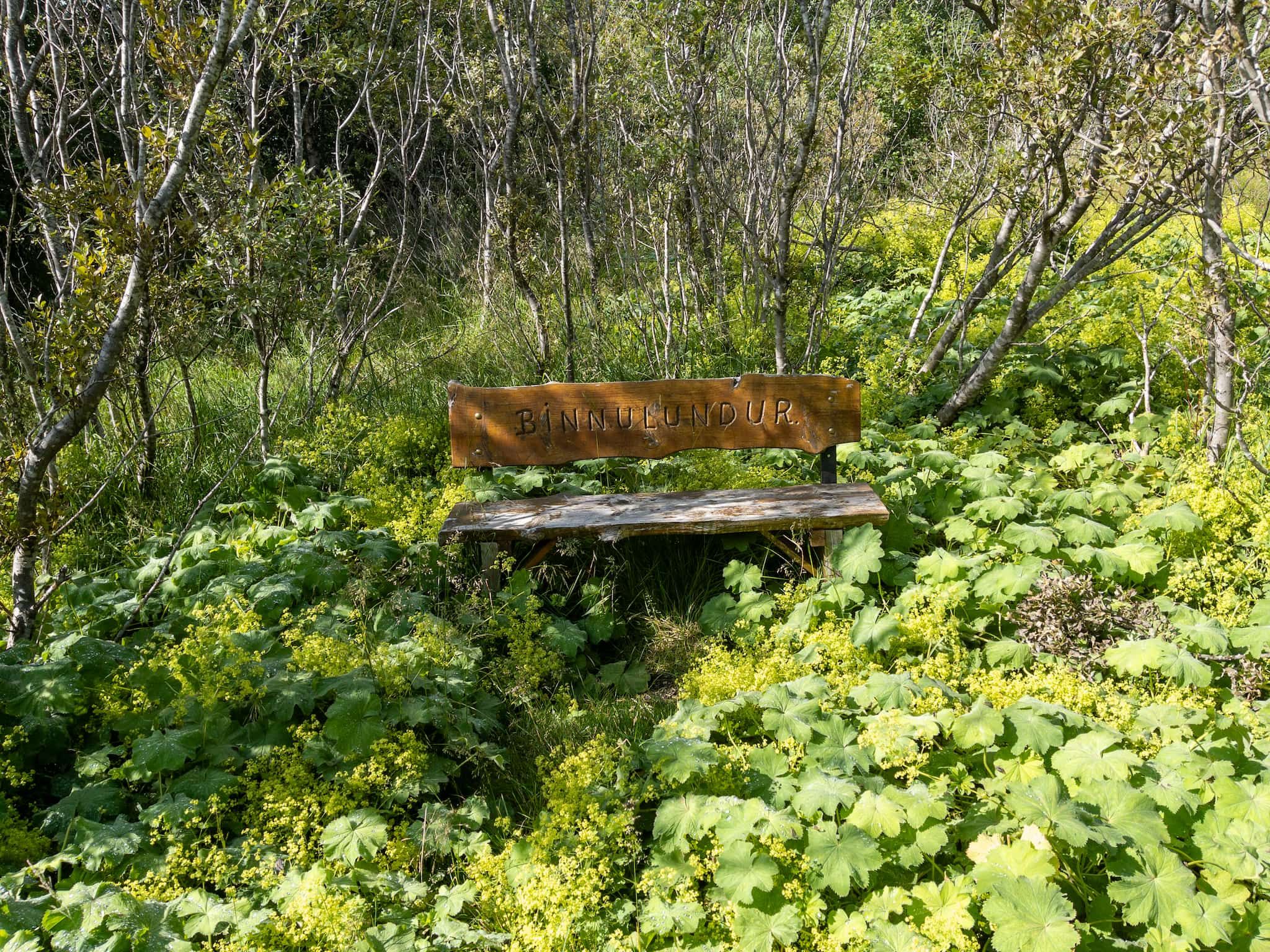 The same bench and grove as was in the first picture. This time a slightly wider view.