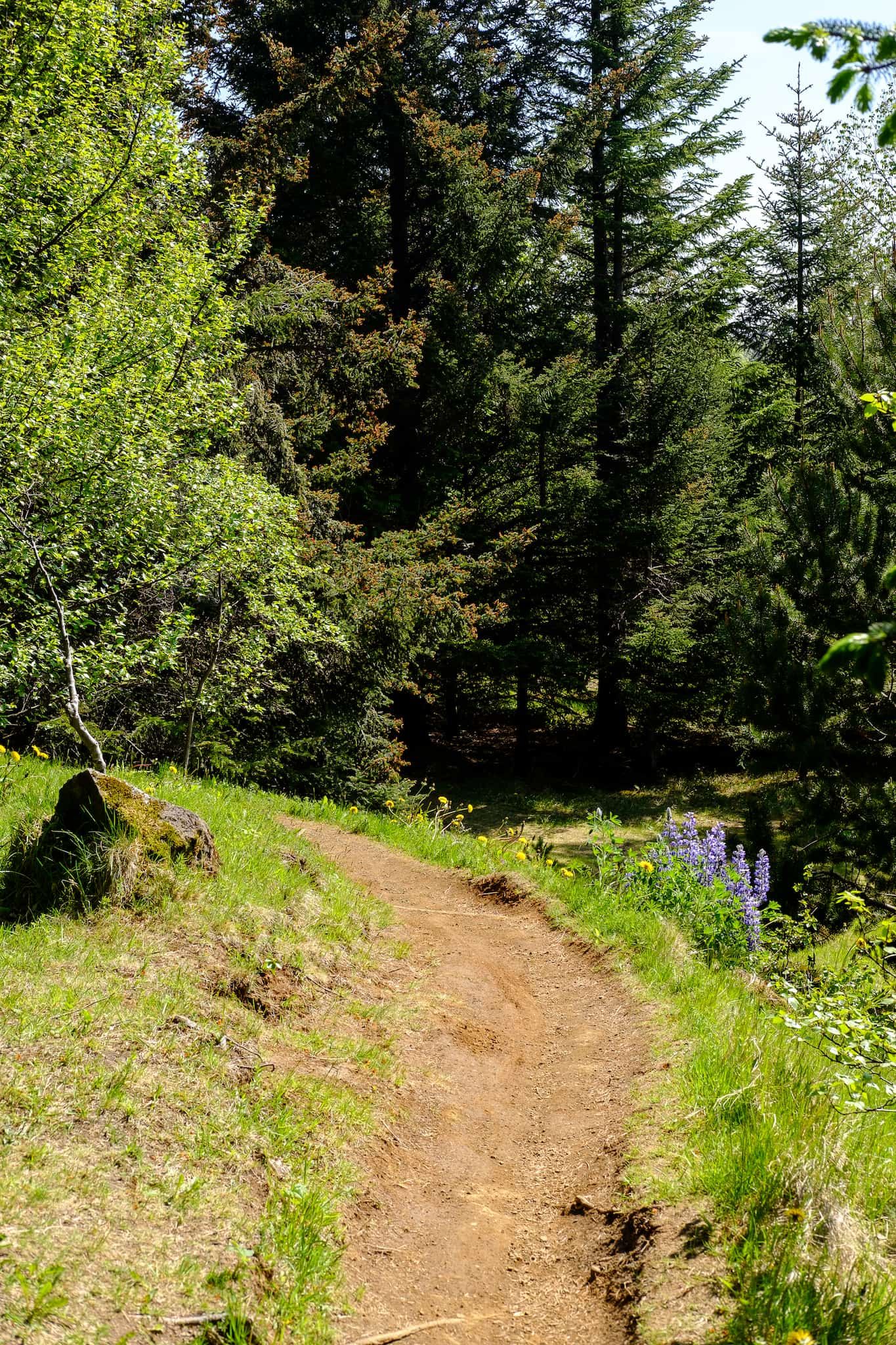 Even further along the path, we see lupine grow alongside the dandelions