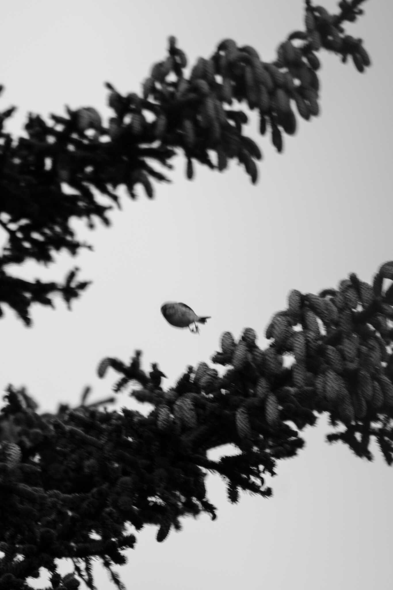 A redpoll looking like a floating blob because the picture caught it mid-flight.