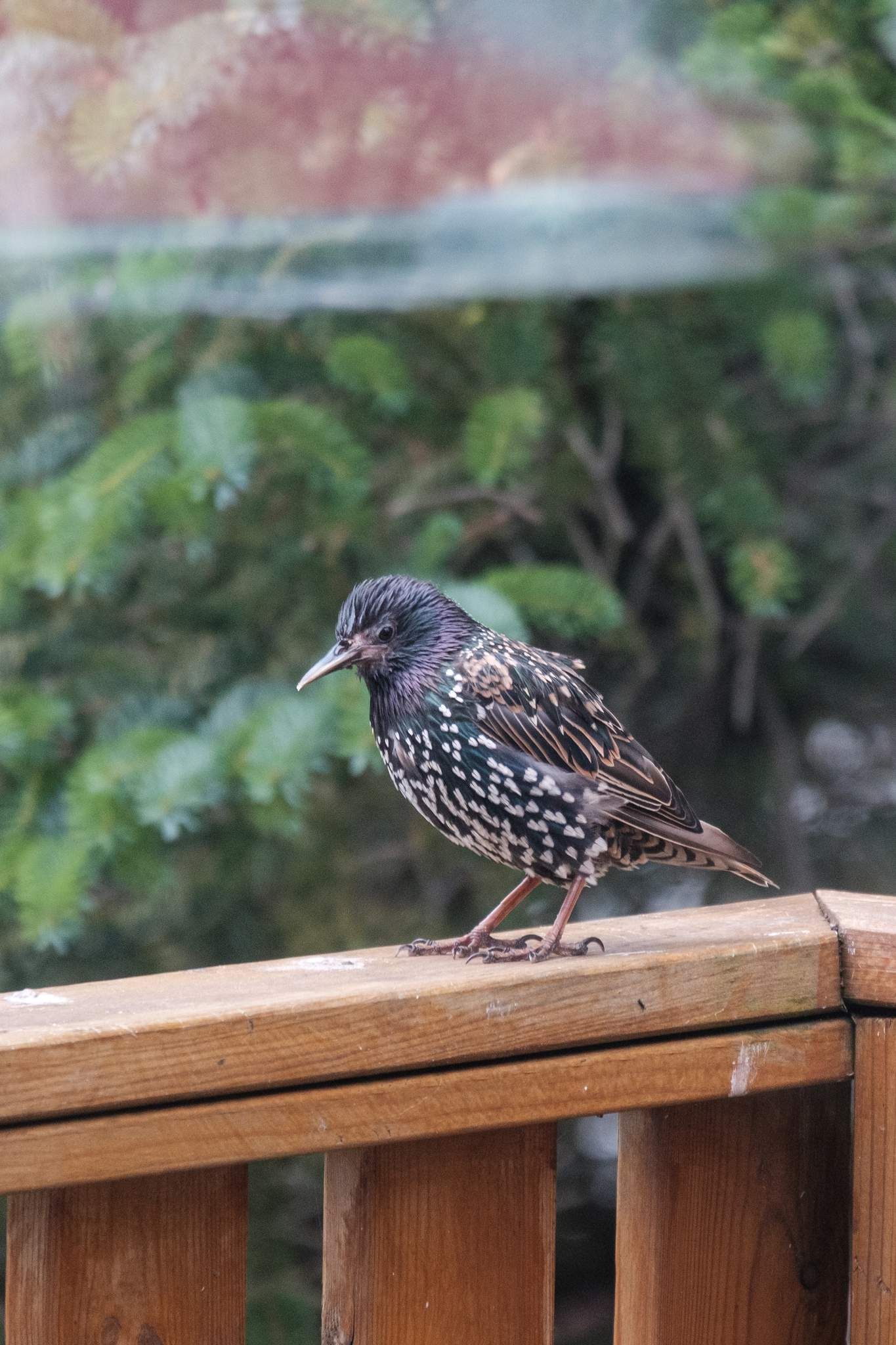 A solo starling stares at the photographer