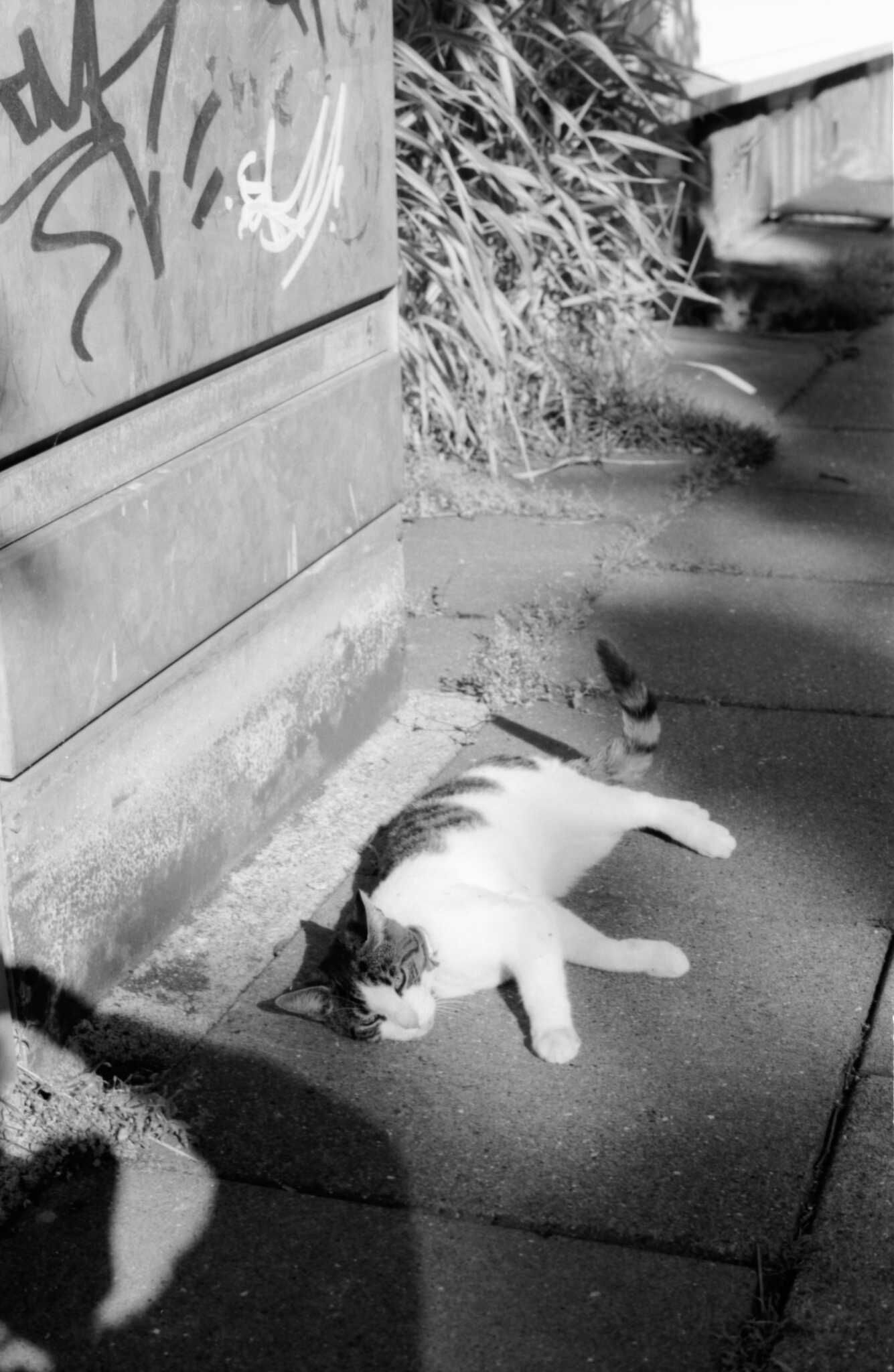 A cat lies in the sun beside a metal connector box for the street