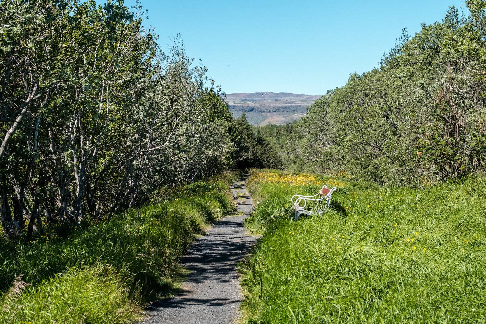 One of the paths just outside of Hveragerði. The grass is green and filled with wildflowser. The trees line the path. And there is a bench there that is partially overgrown.