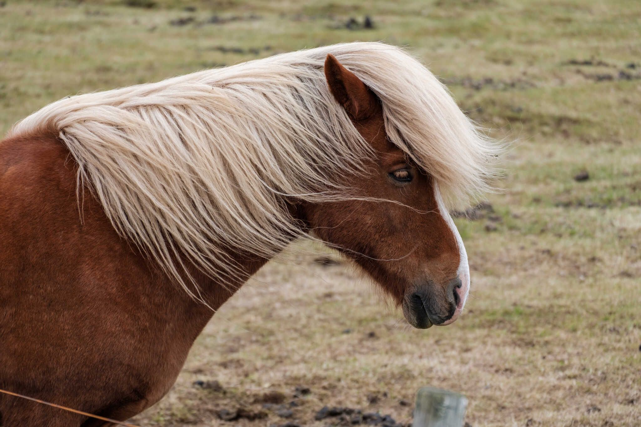 Horse portrait. It’s a portrait picture of a horse