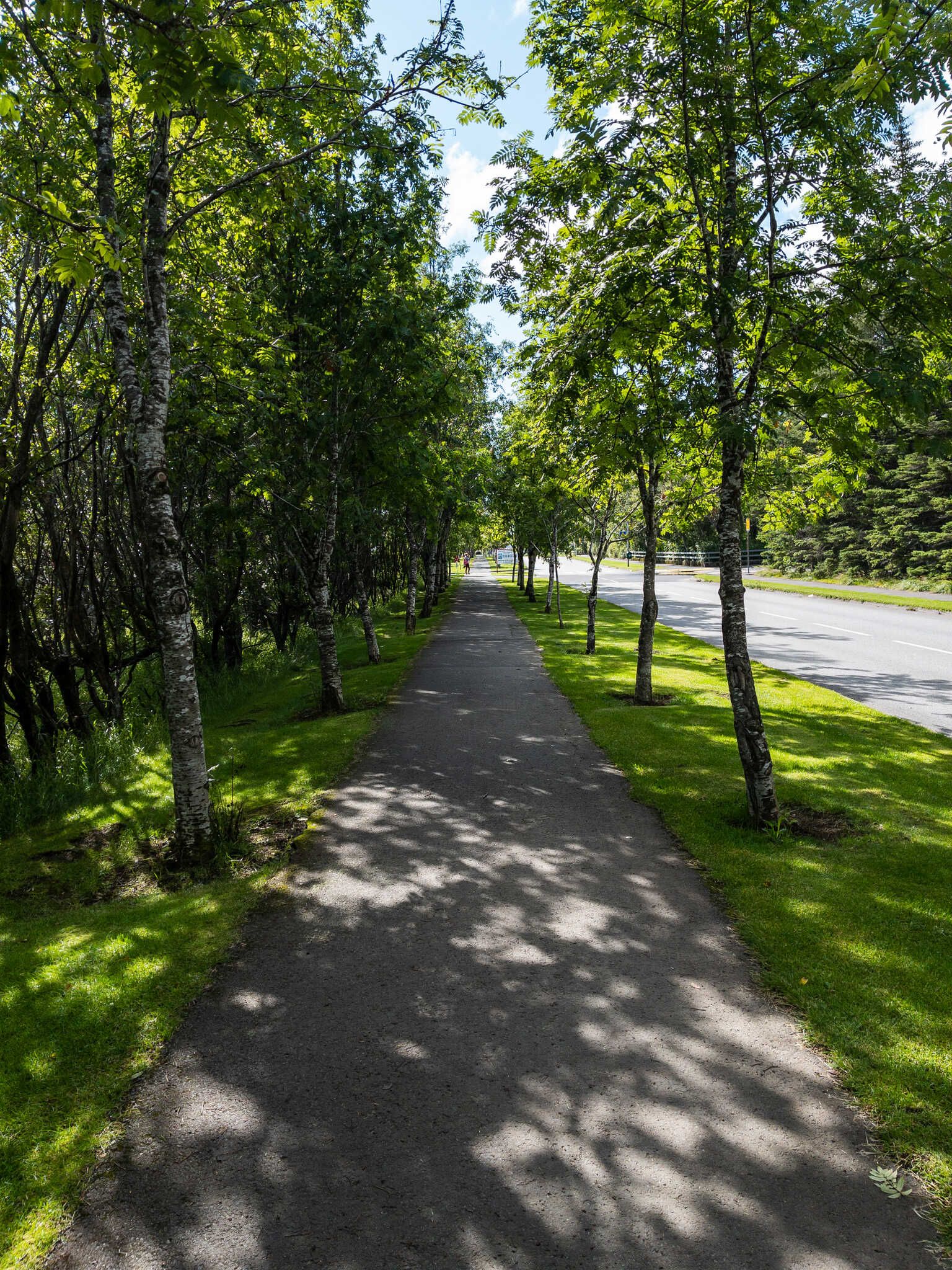 A view down a pavement with trees on both sides