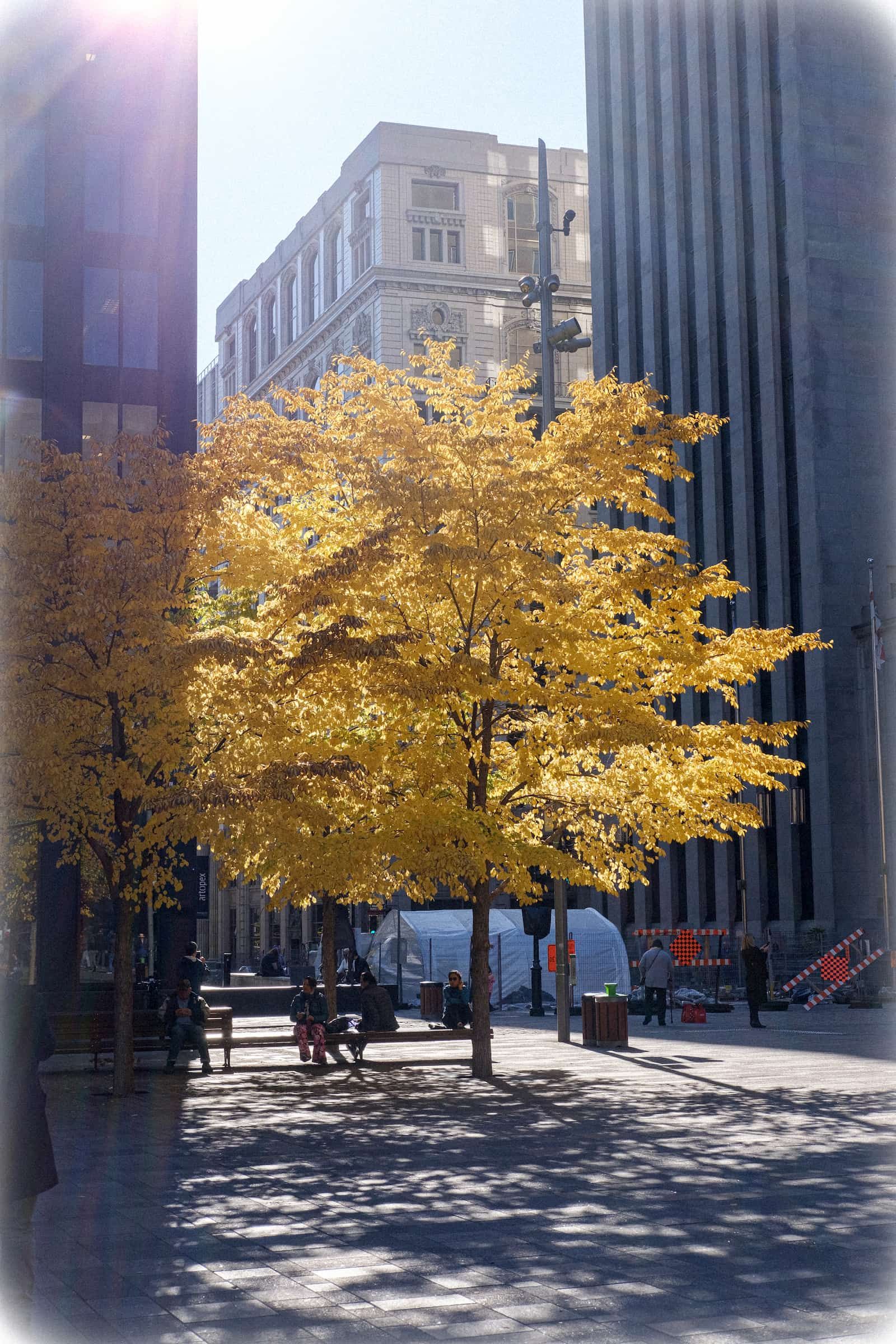 A yellow tree in the sun in Montréal city centre