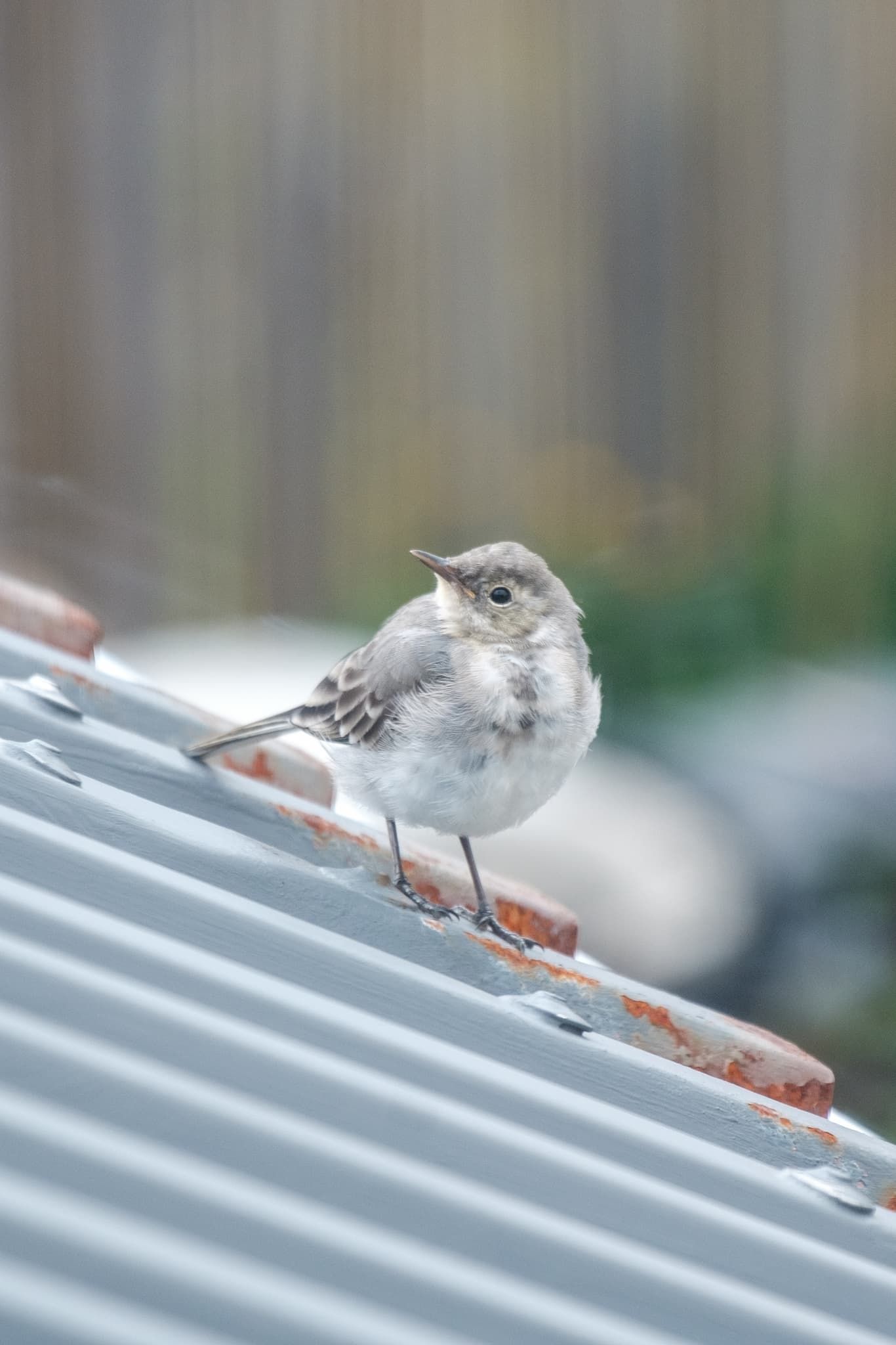 That same little ball of fluff looks a bit downwards.