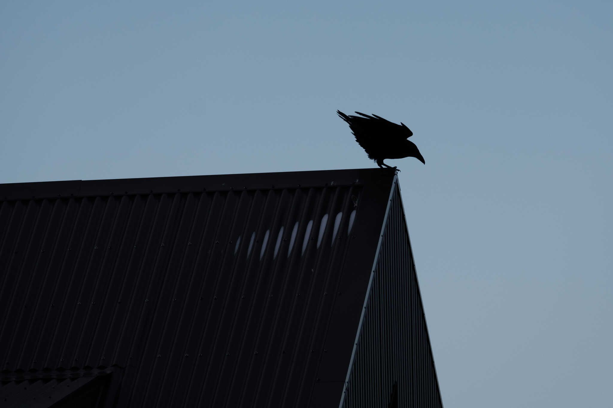 A raven perched on a roof looking down