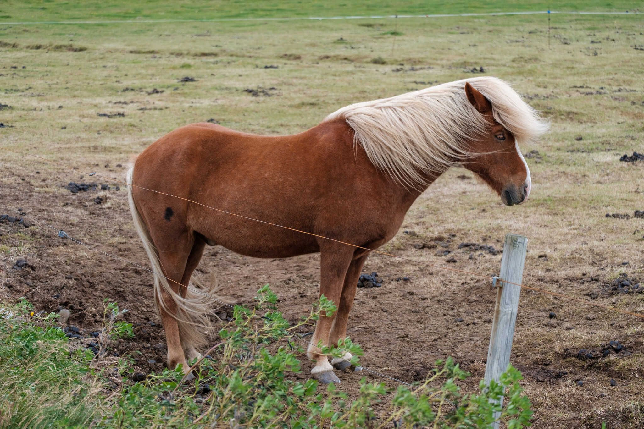 A brown Icelandic horse is grazing on its own.