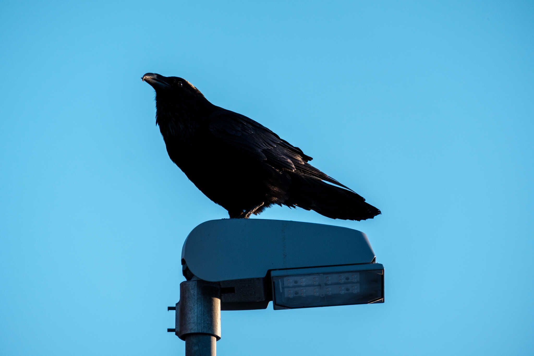 A raven poses on a streetlight and inspects their surroundings