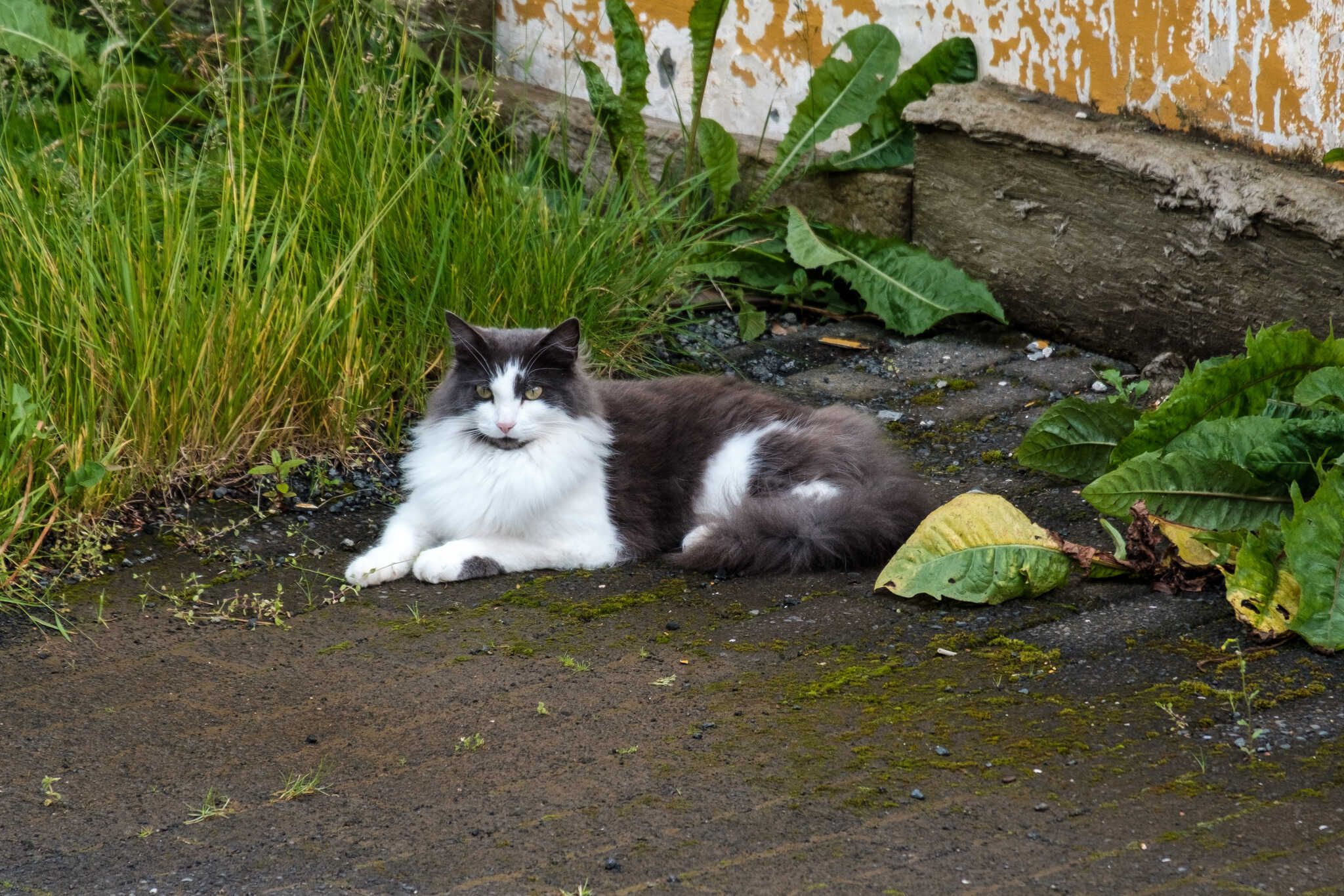 A grey and white semi-long-haired cat relaxing on wet pavement