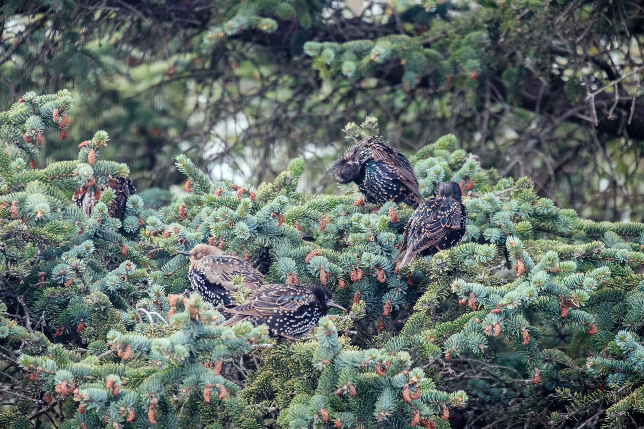 Four starlings still perching. Two of them are preening.