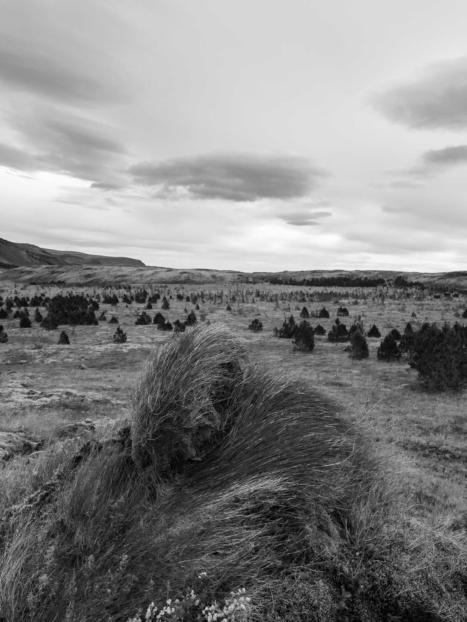 A view over a tuft of grass in Reykjadalur valley. The valley is filled with young trees. One day, this will be a forest.